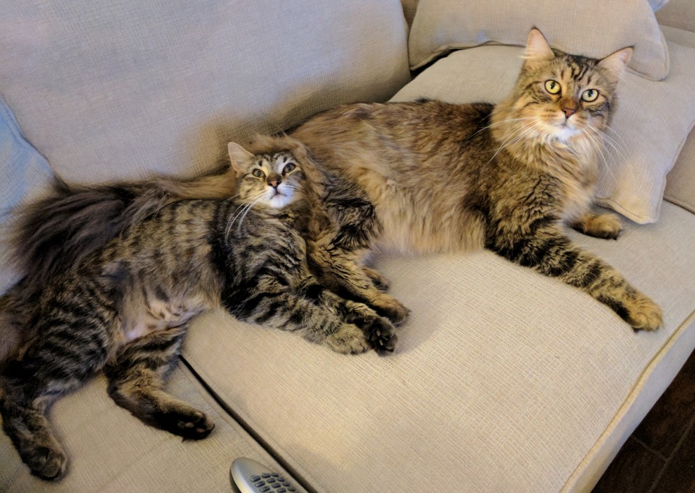 I Hear Cat Butts Make Great Pillows