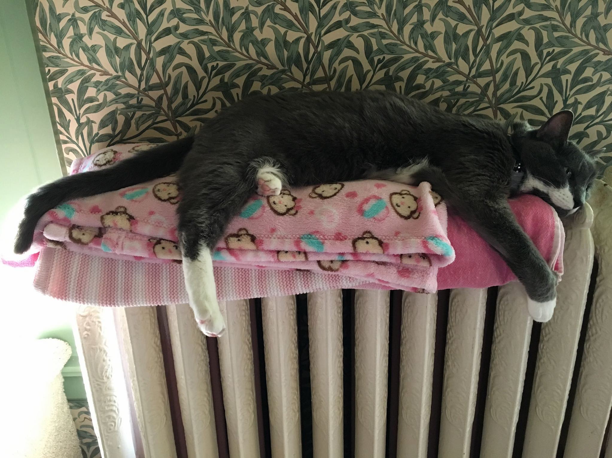 I Know When the Furnace Is on Because Niobe the Heat-seeker Is Hard at Work