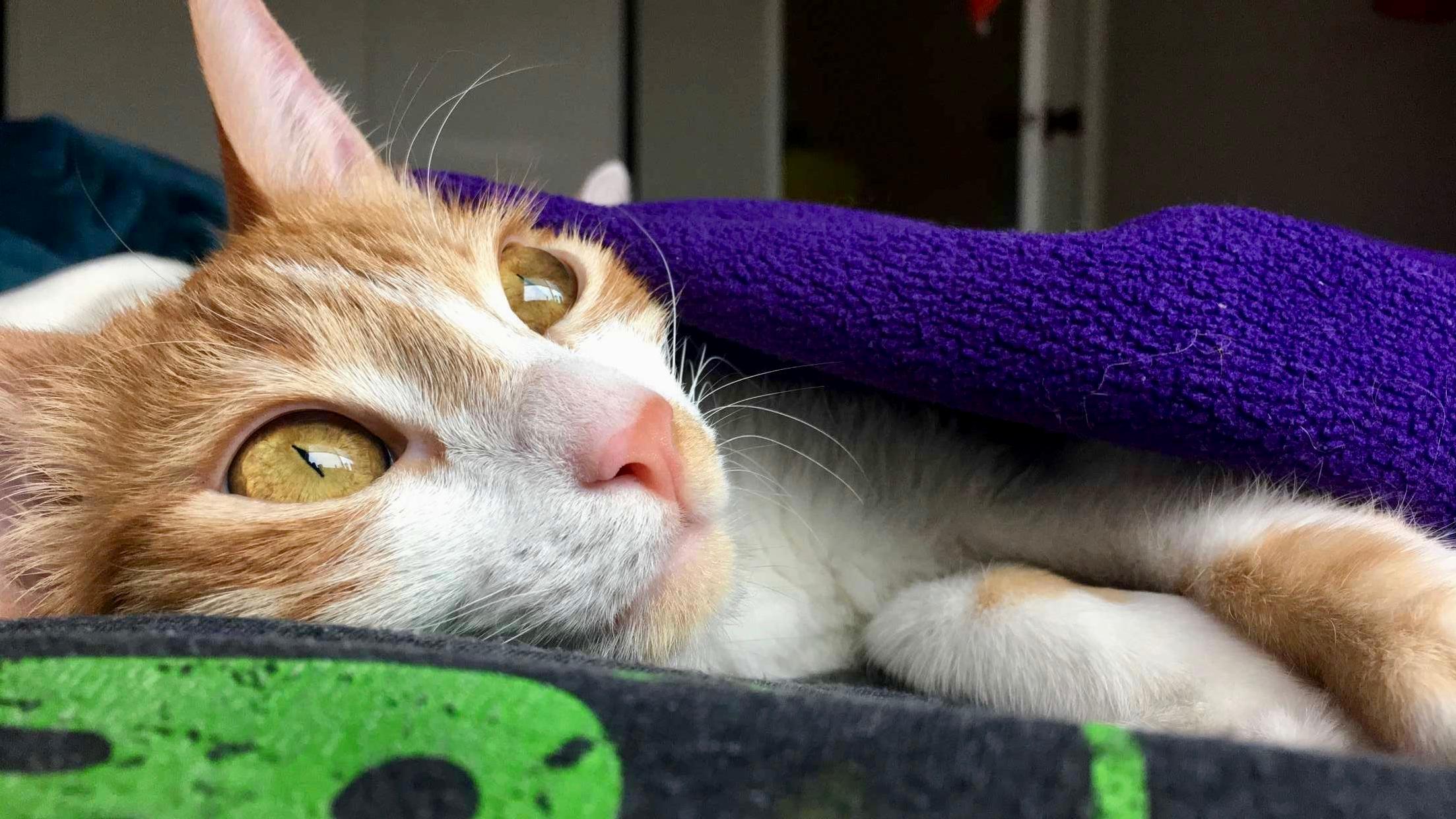 I Love My Sweet Agaves Amber Eyes and Pink Little Nose