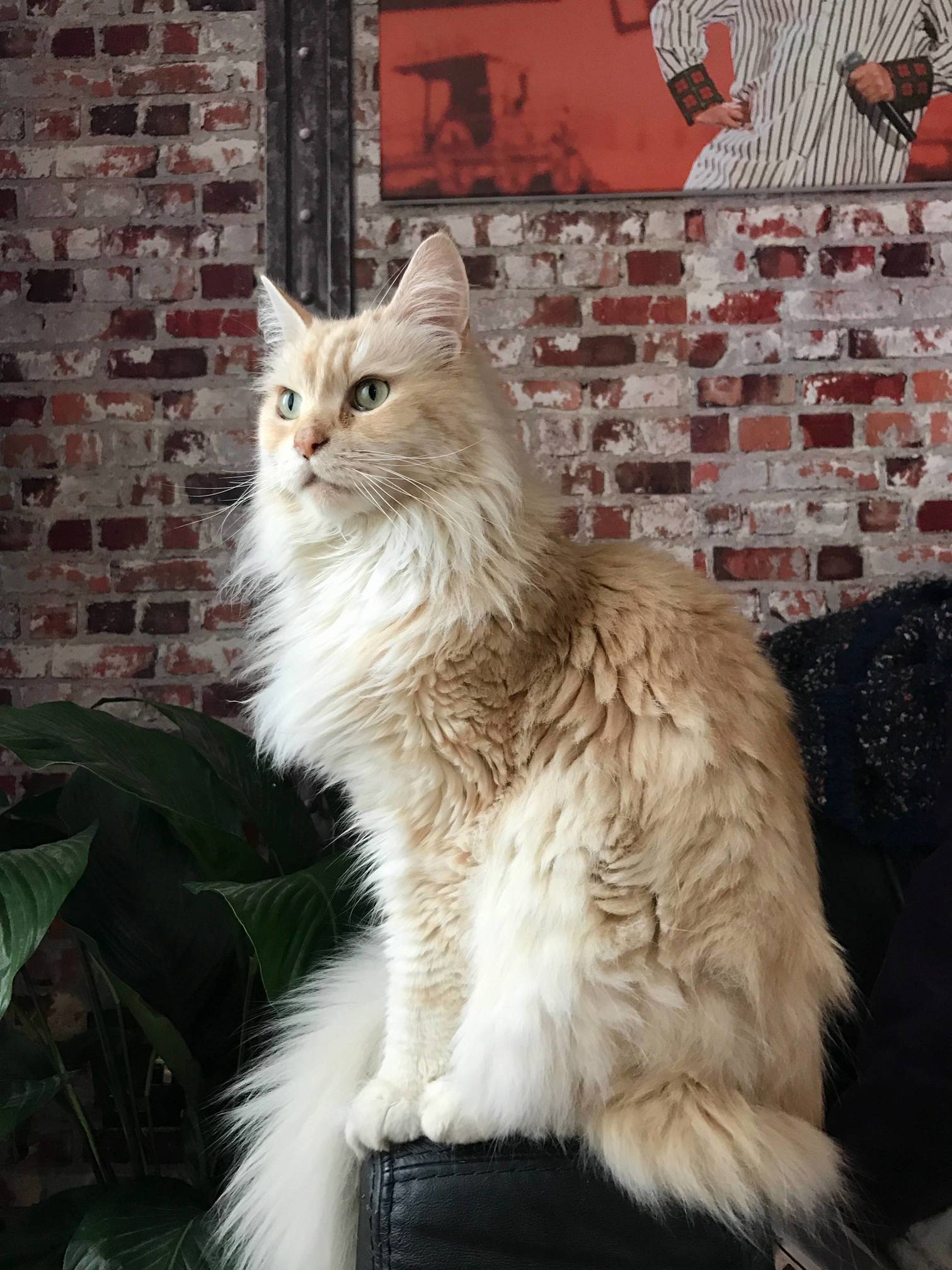 I Saw the Other Maine Coon and I Just Had to Show Off Mine. Say Hi Little One