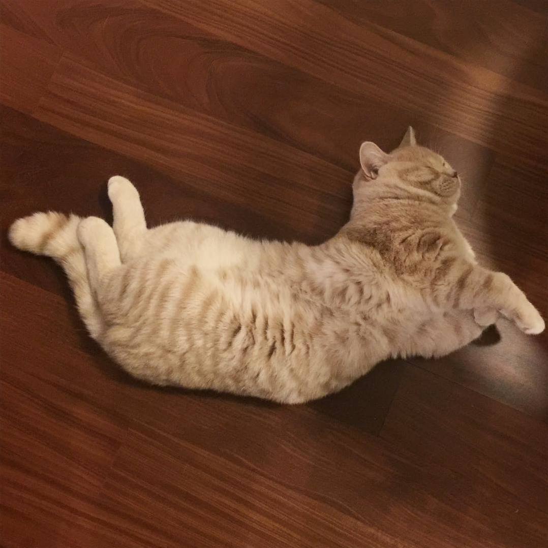 I Think I Need to Take My Cat in for Realignment