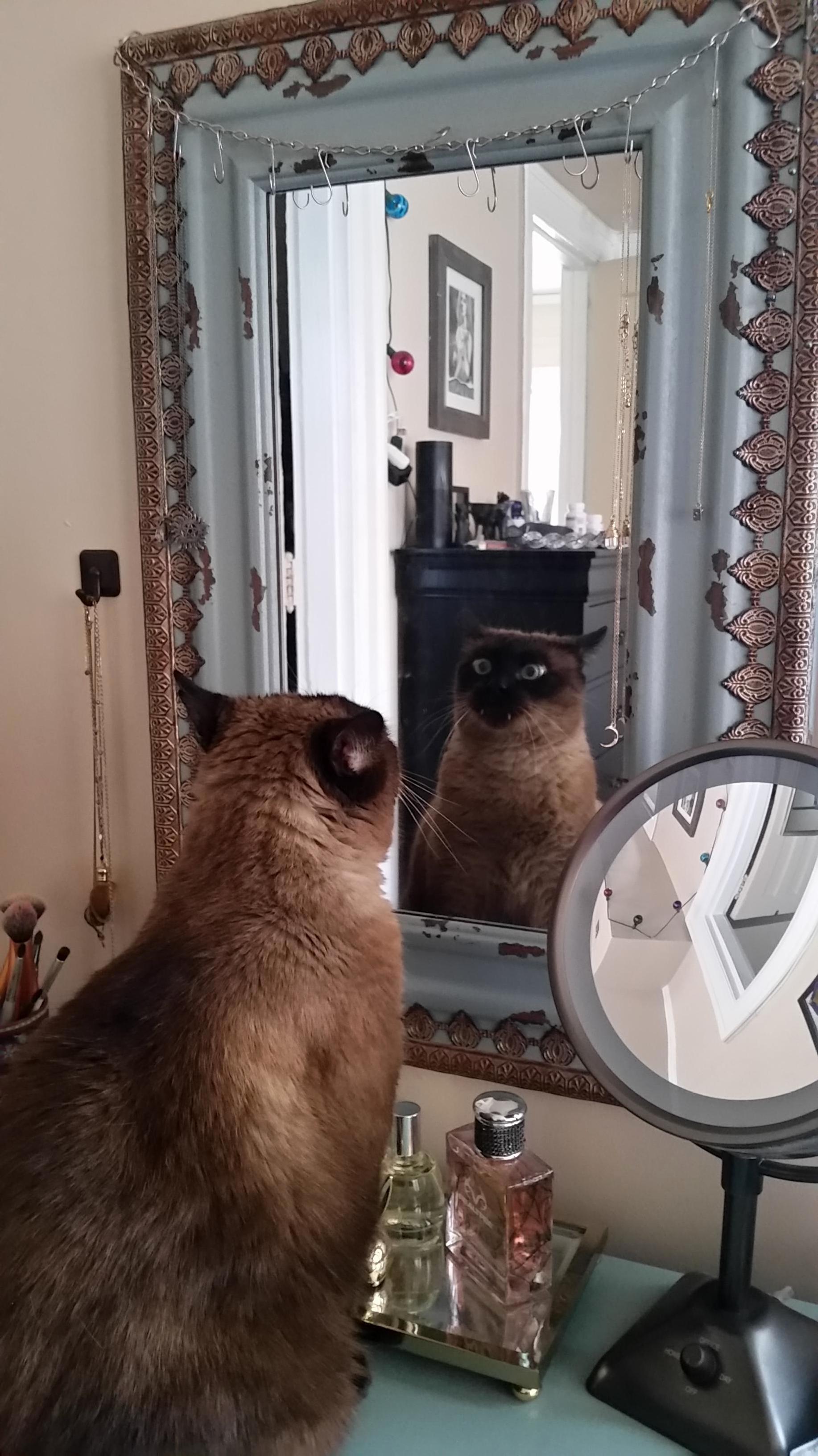 I Think My Cat Is Having an Existential Crisis.