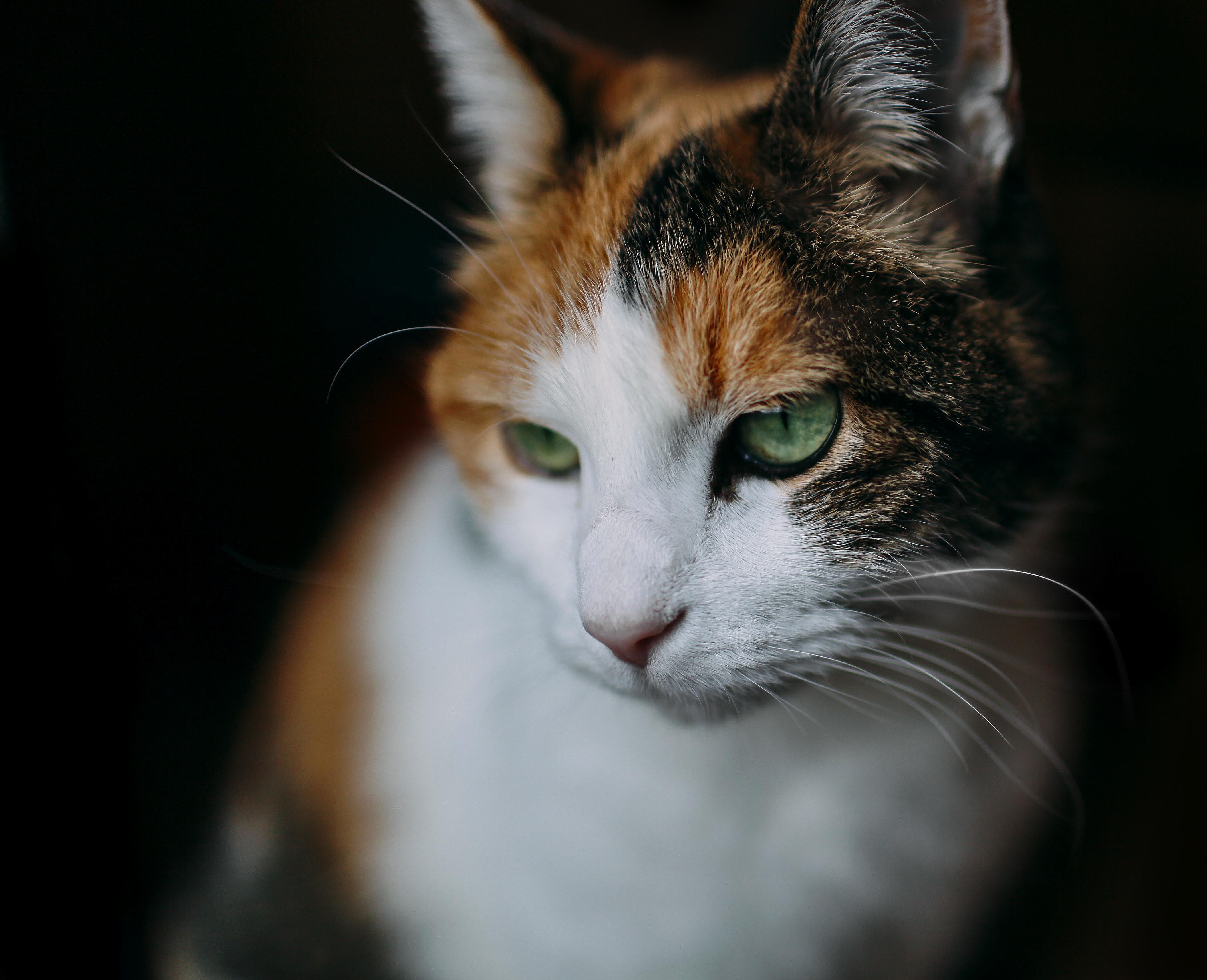 I Think My Cat Should Take Up Modeling