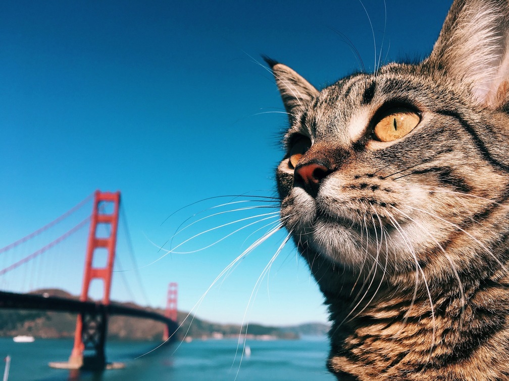 I Took My Cat to the Golden Gate Bridge