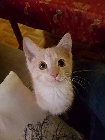 I Ve Never Owned a Cat Before and Just Got This Cute Little Guy and Named Him Anakin