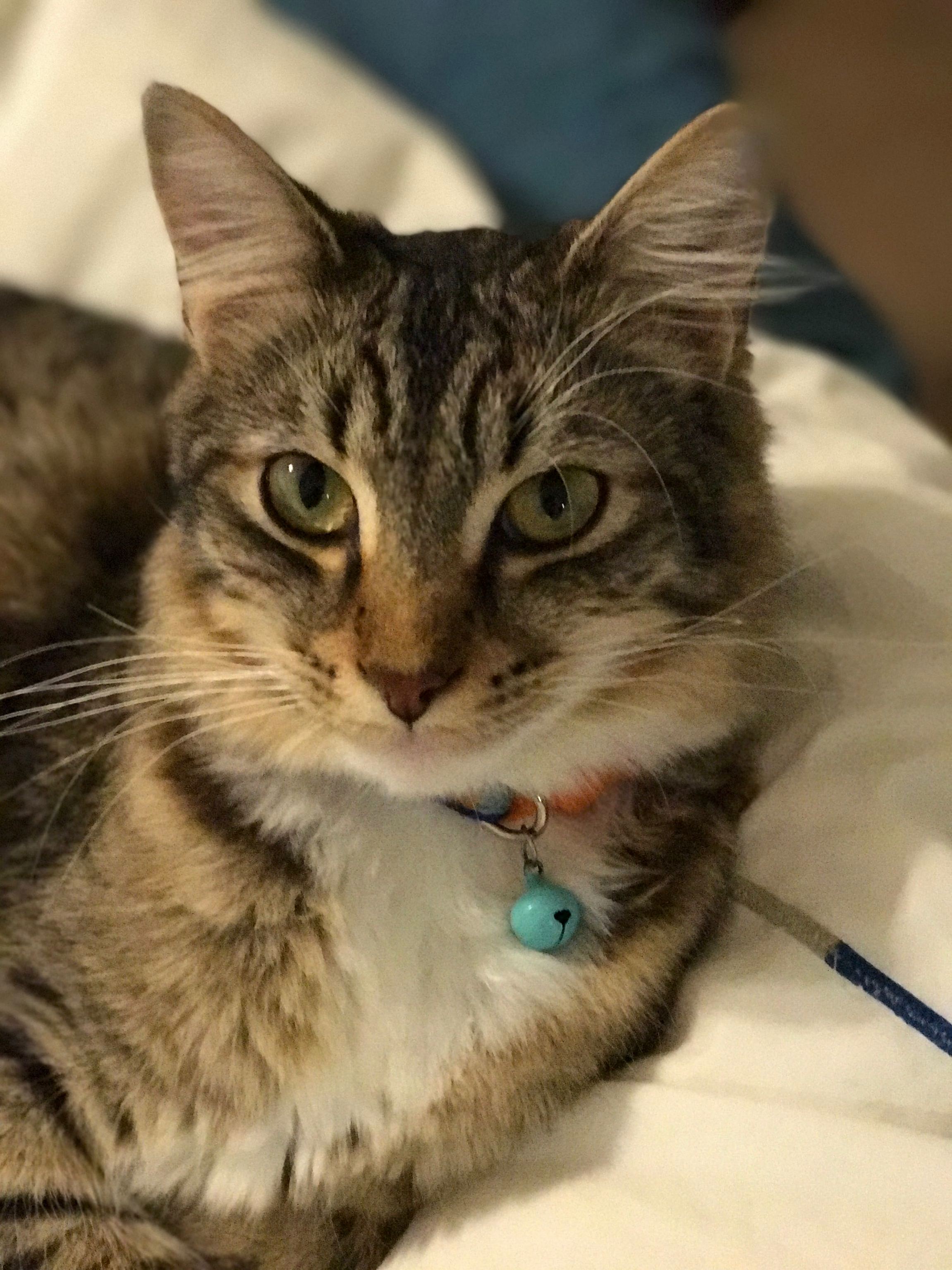 I Ve Seen This Little Guy Grow Up from a Kitten Into This Majestic Beast