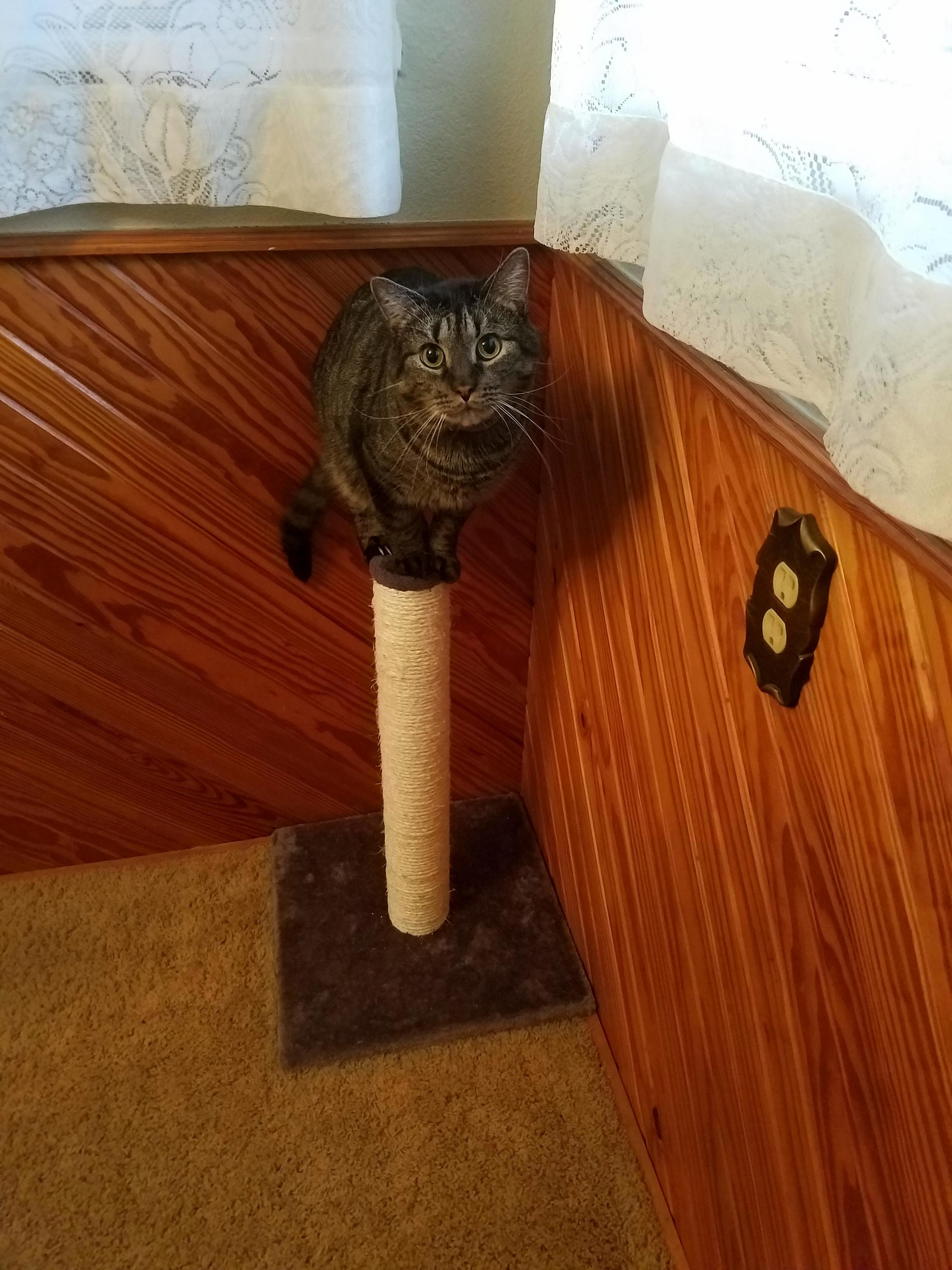 Im Not Sure He Understands How to Use the Scratching Post