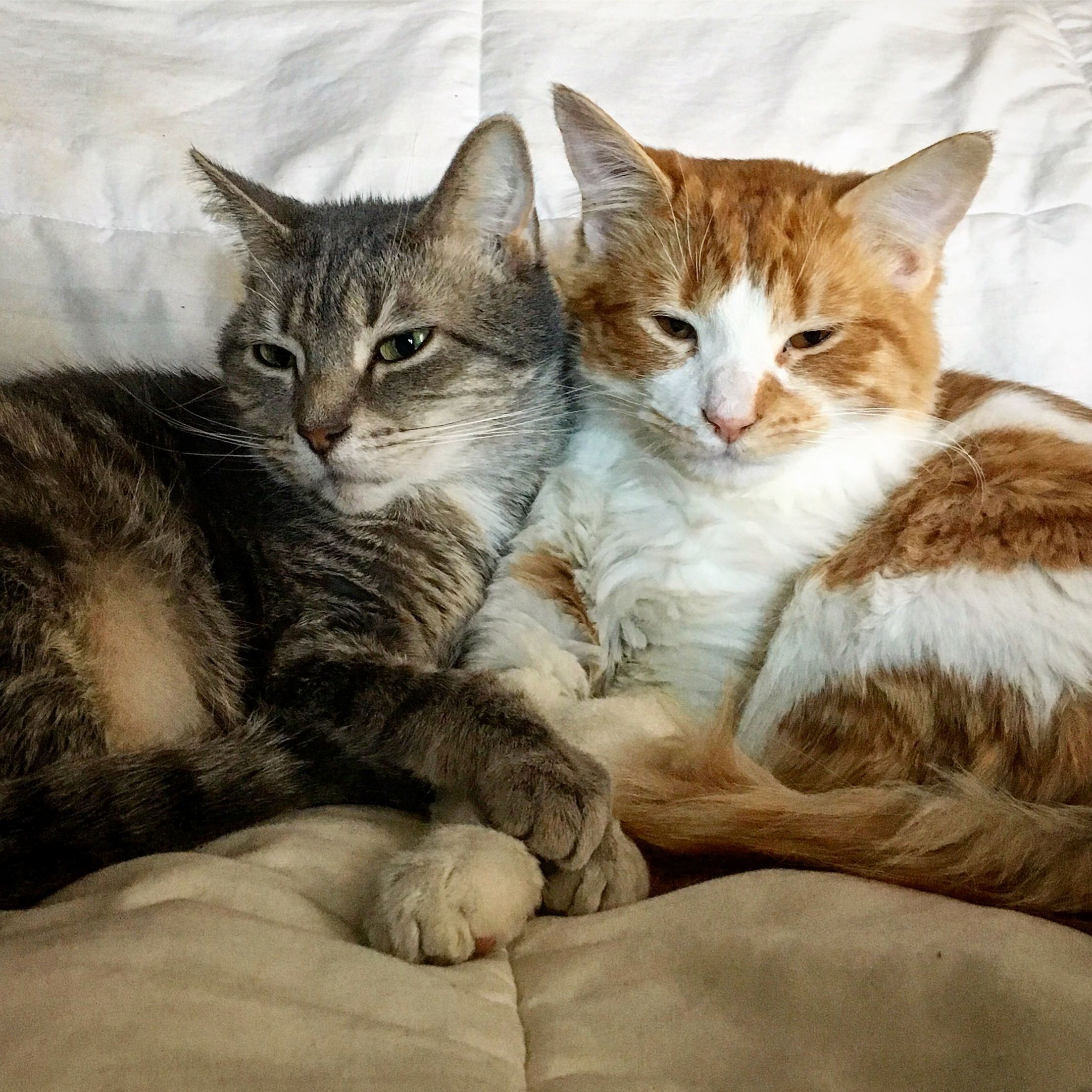 Im So Glad My Boys Are in Love.