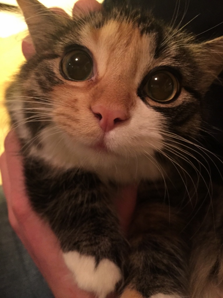 Im Sorry This Is a Repost but I Need to Know What Kind of Cat This Is Its So Adorable Does Anyone Know