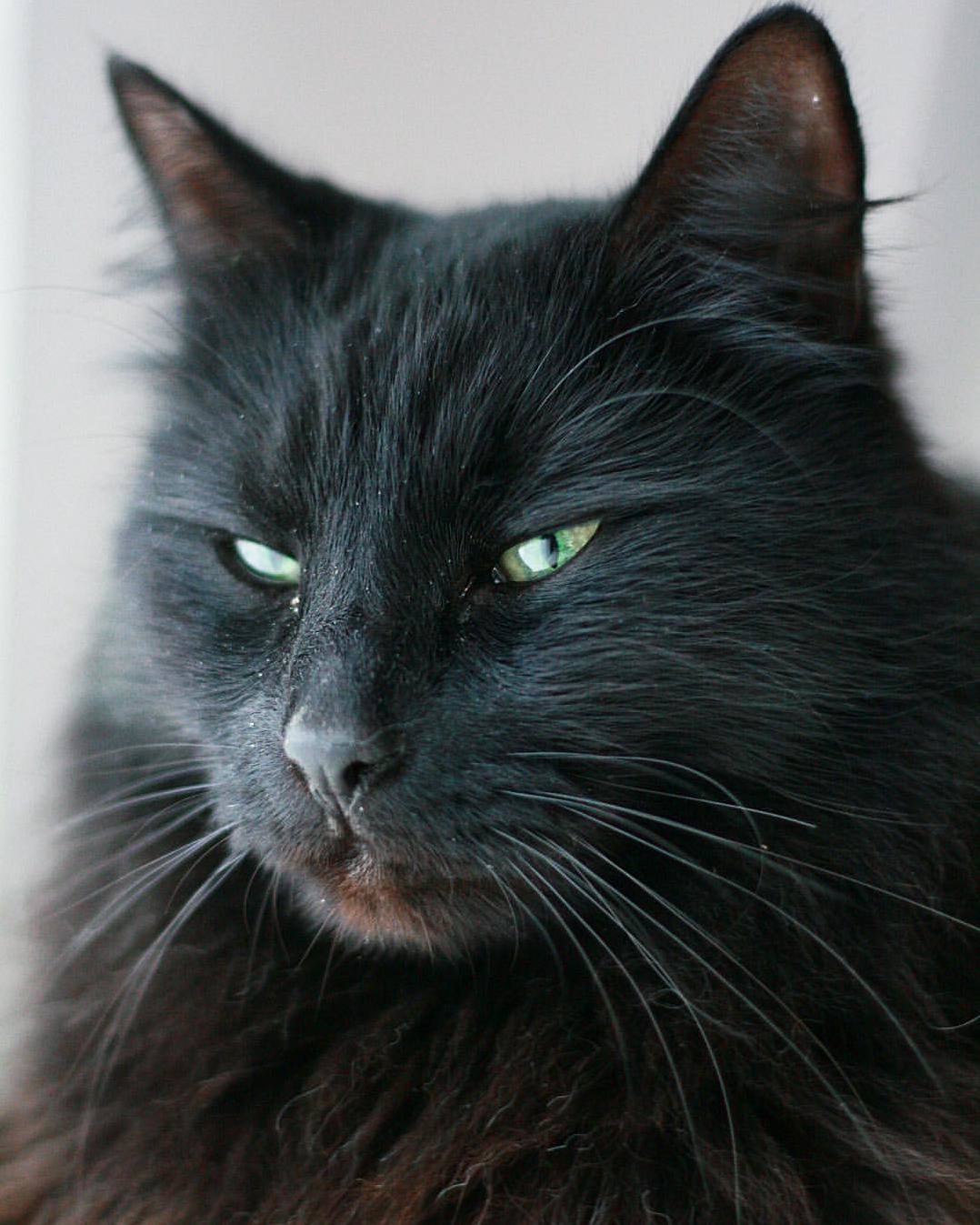 In Honor of Superstitious Friday the 13th My Favorite Picture of My Witchy Magical Black Cat Frankincense