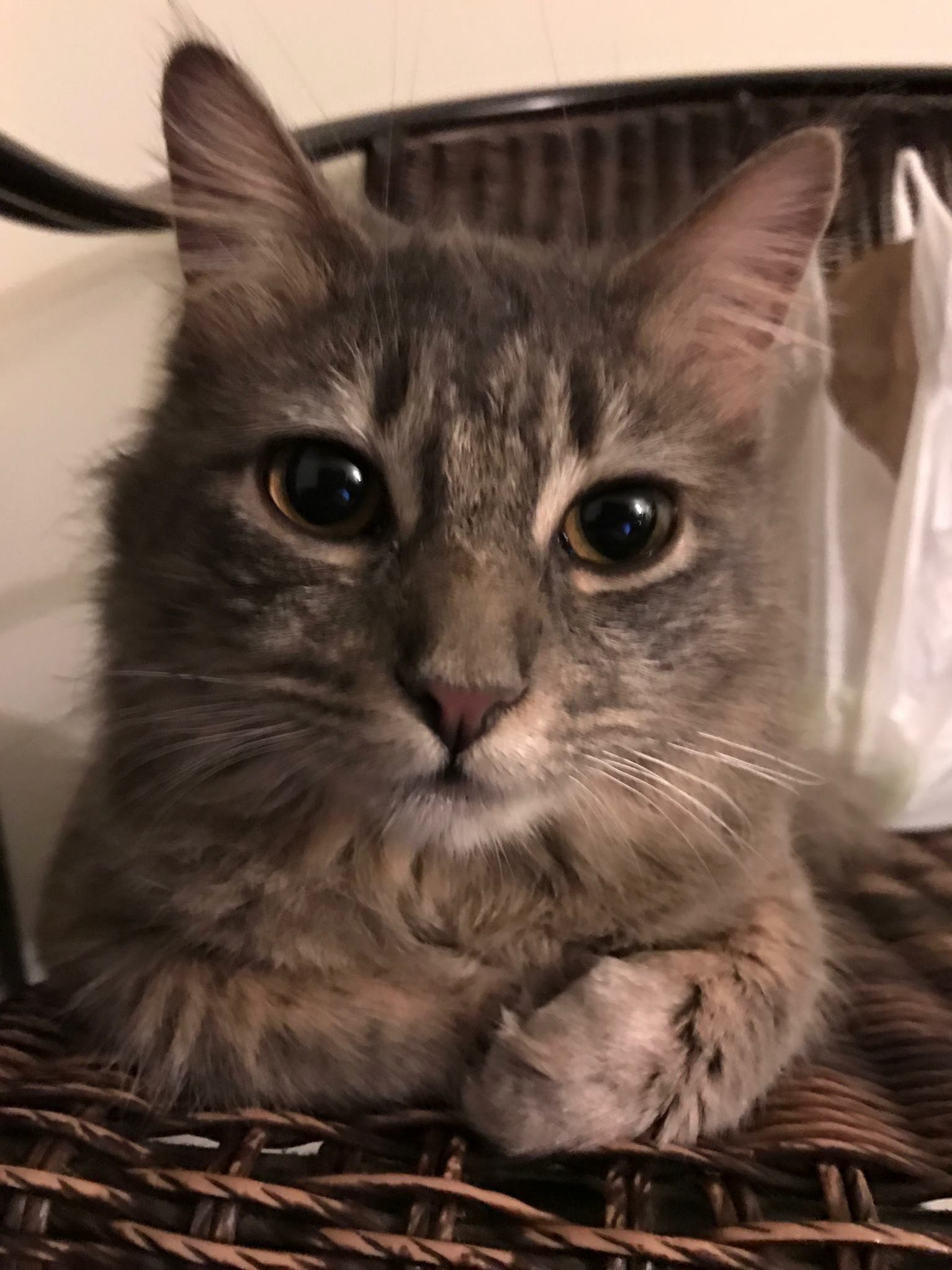 In Other News Little Floof Still Loves You.