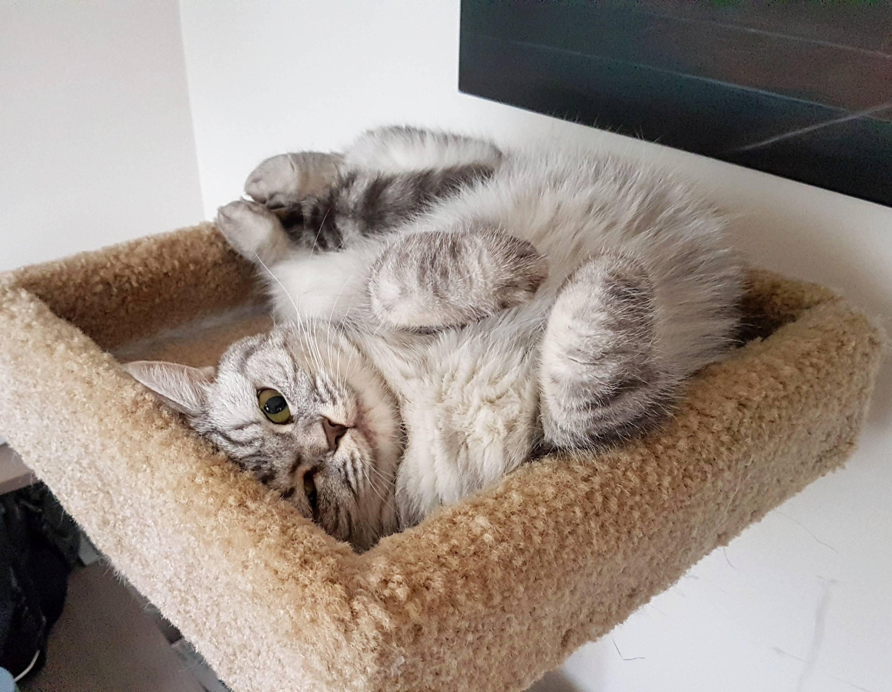 Its a Trap