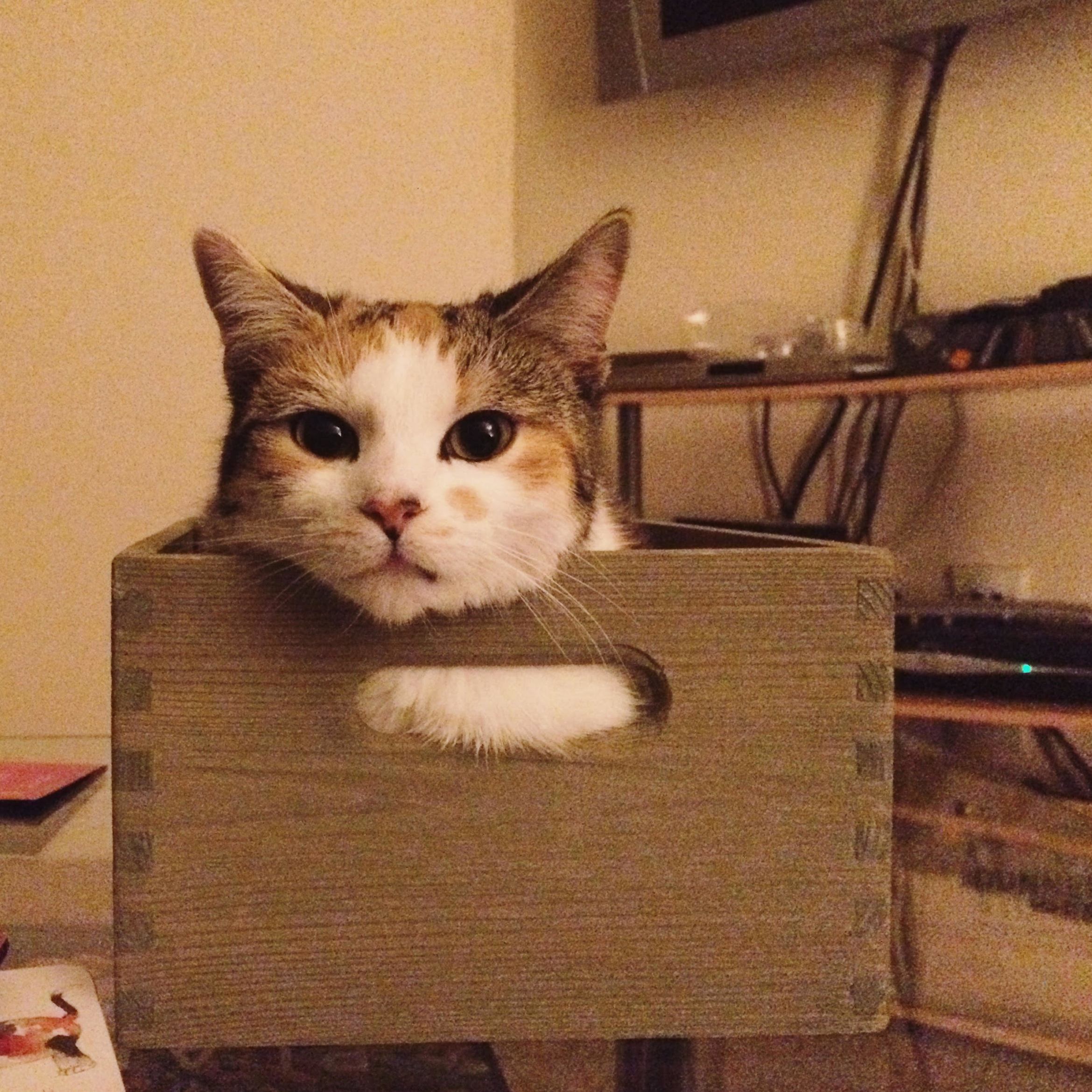 Judgemental Box of Cookie
