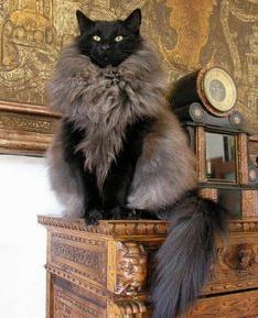King Floof Vi