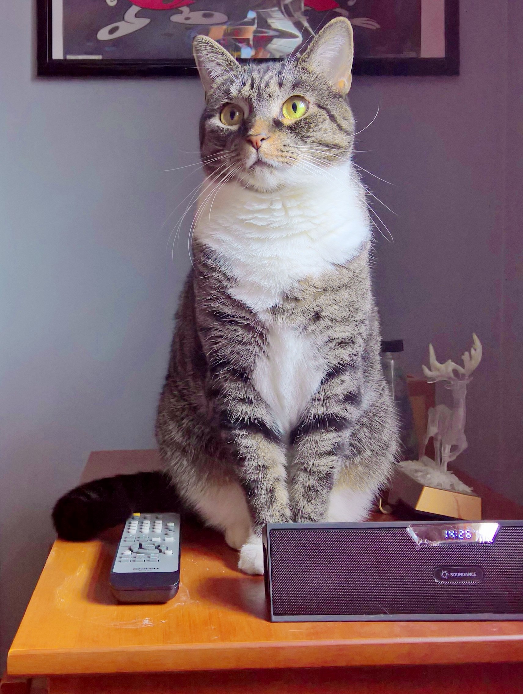 Kitty on My Nightstand.