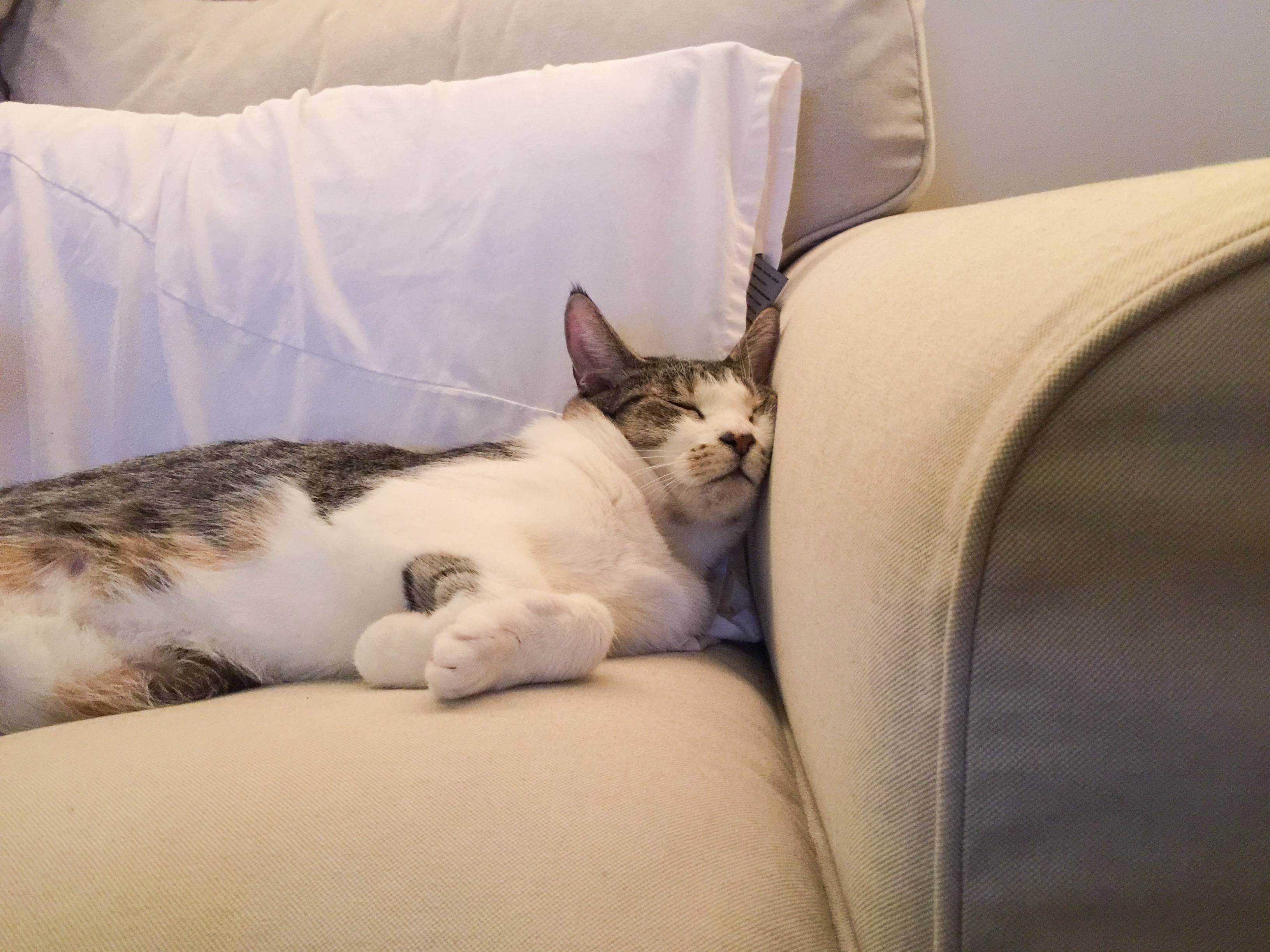 Knocked Out on the Couch