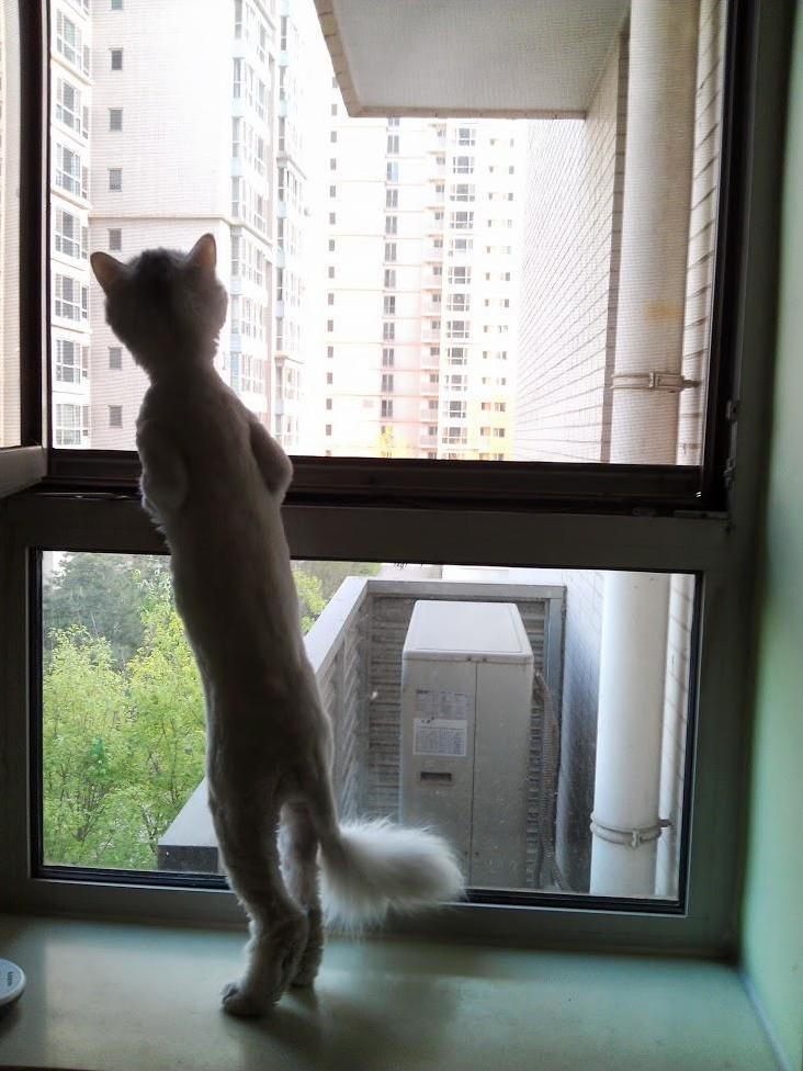Let Me Check Da Weather for U Hooman