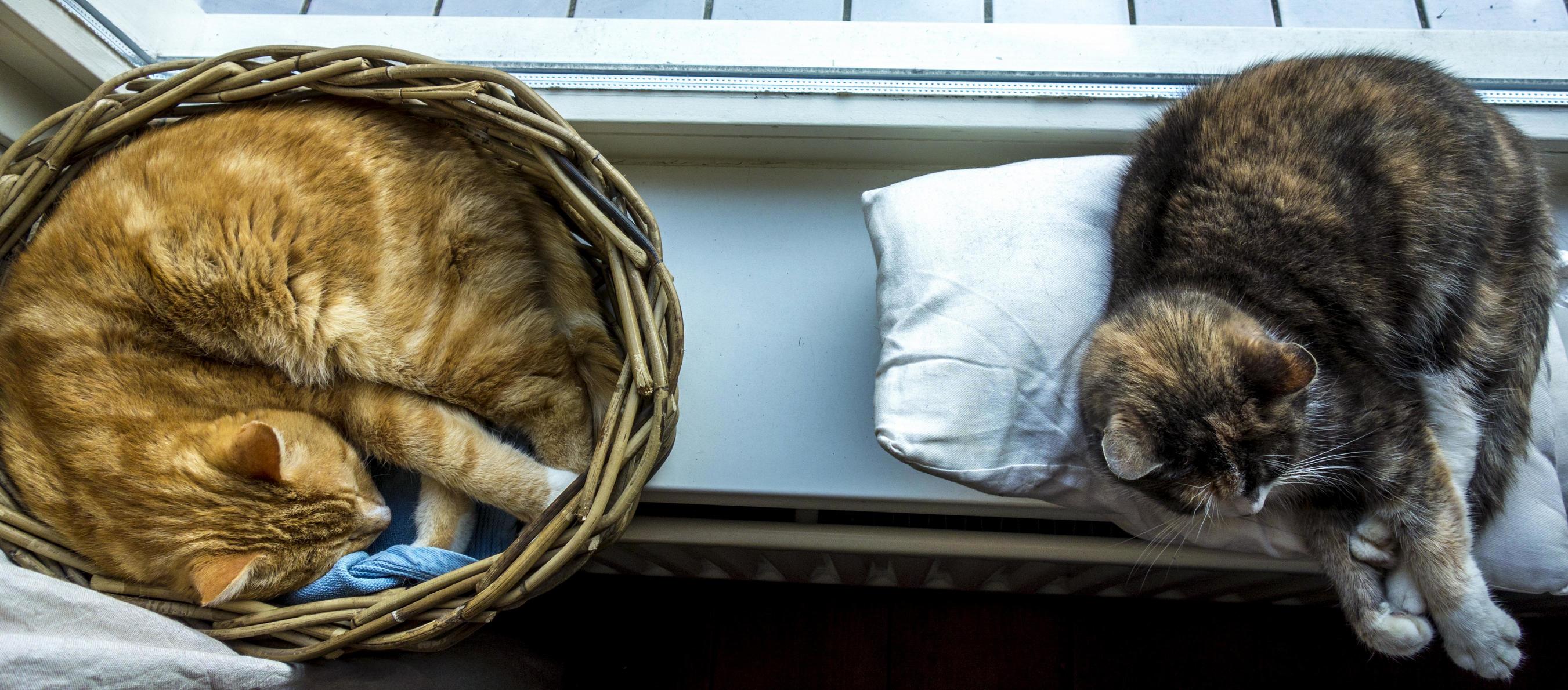 Life Is So Hard When You Are a Cat..