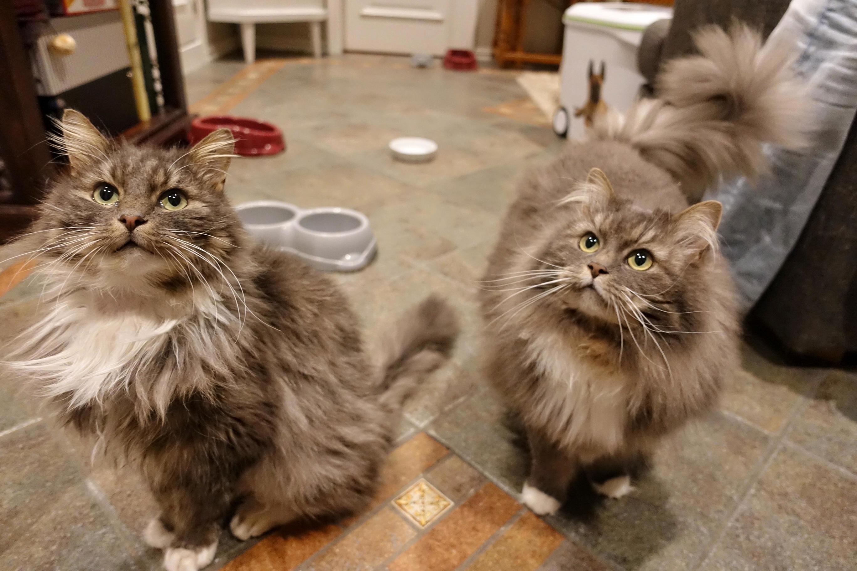 Like Two Drops of Water