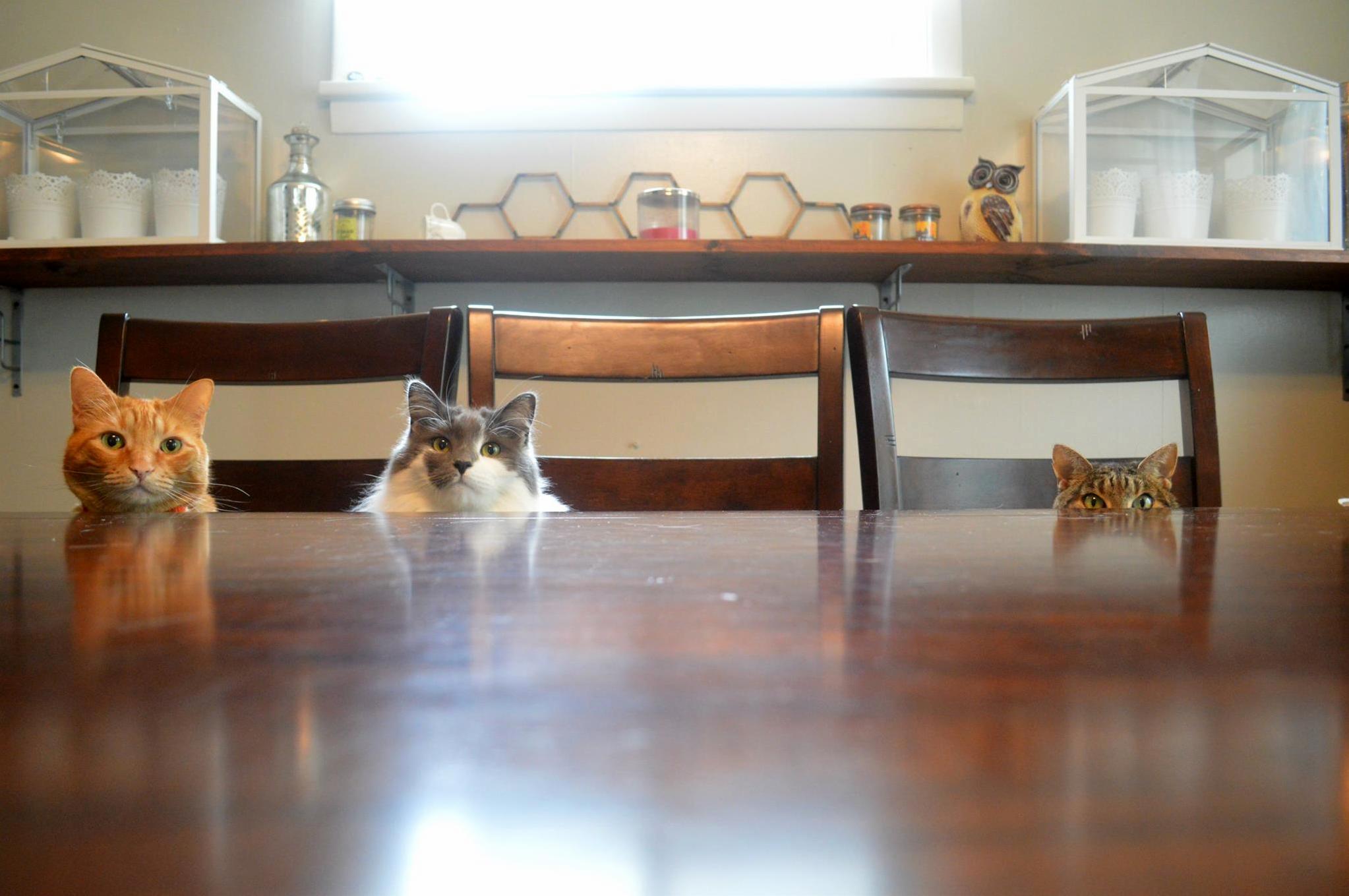 Litter Box Help Switching to Disposable