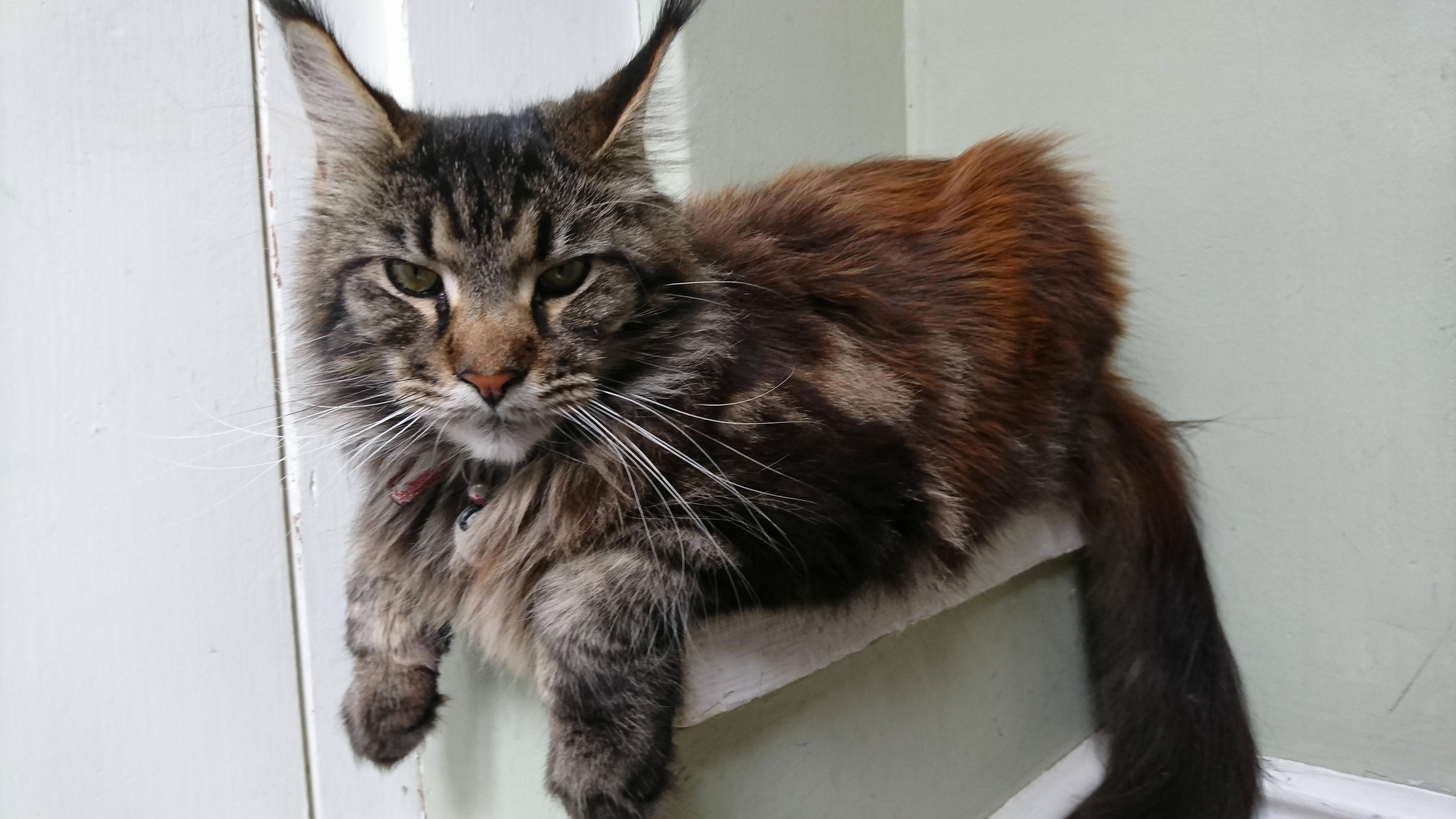 Look at This Grumpy Kitty. This Is a Face That Means Business... ...Business and Murder