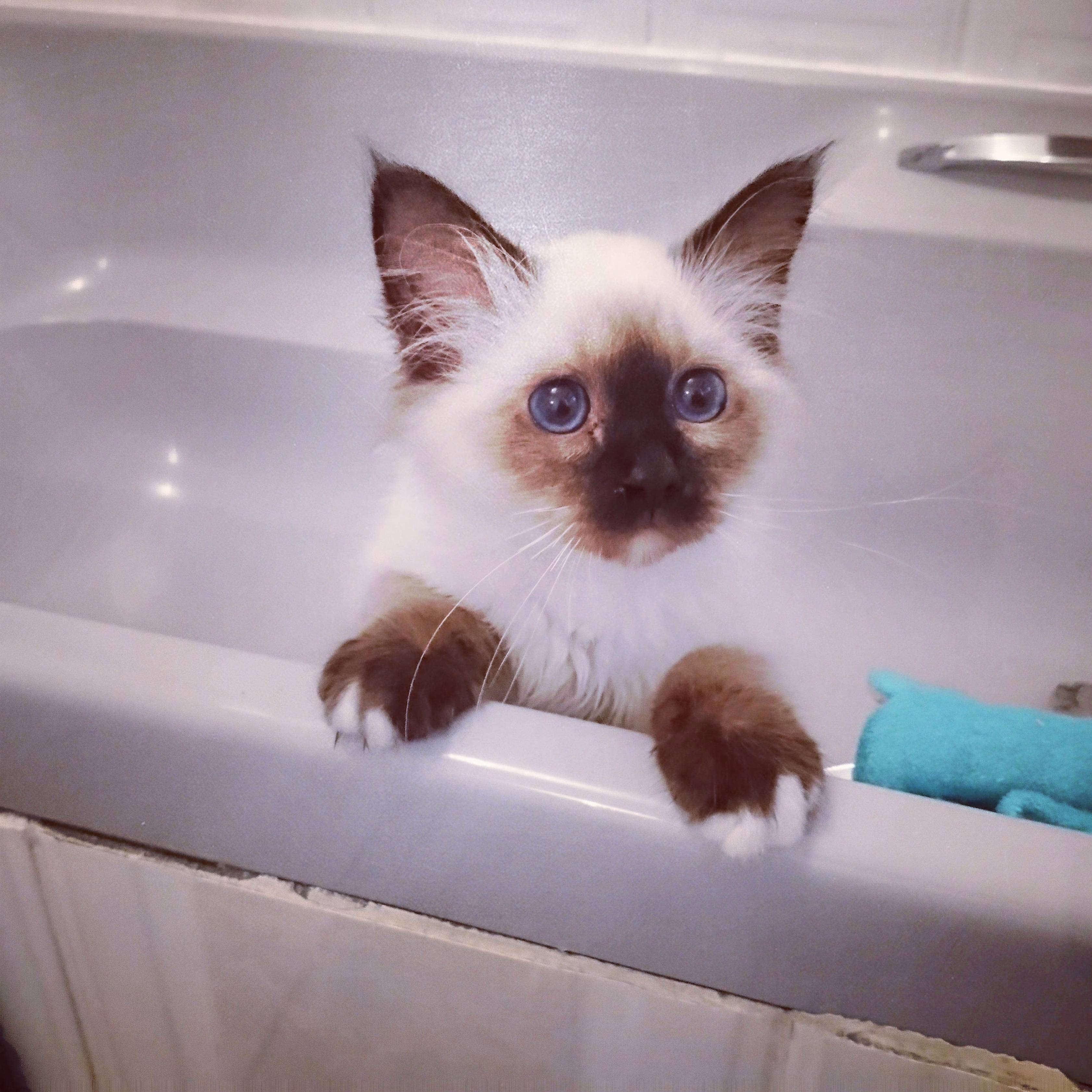 Look Who I Found Playing in the Bath