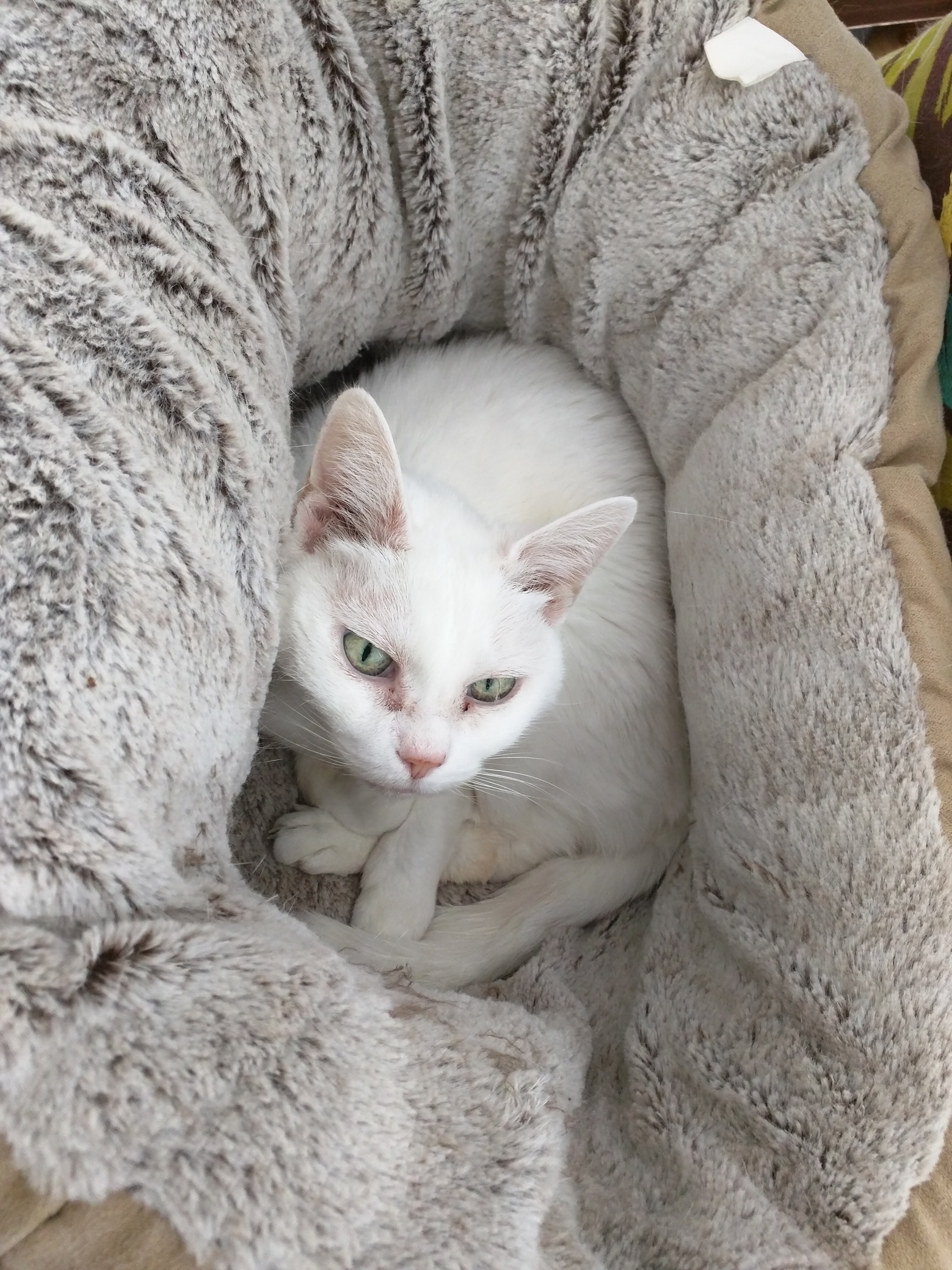 Luna in Her Warmest Winter Bed.