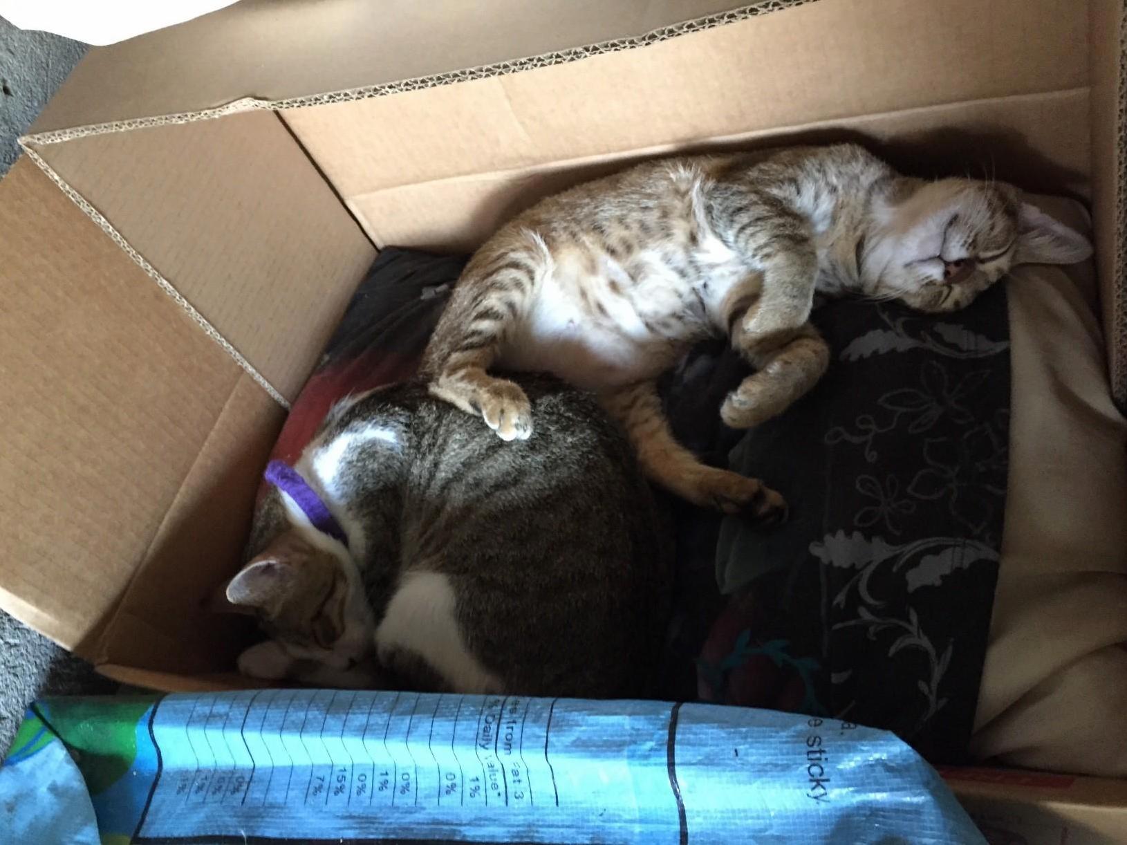 Made a Bed for My Cats and Woke Up to This