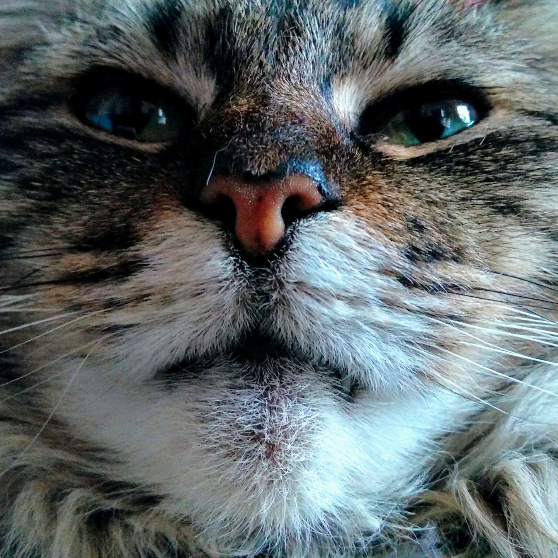 Maisies Face