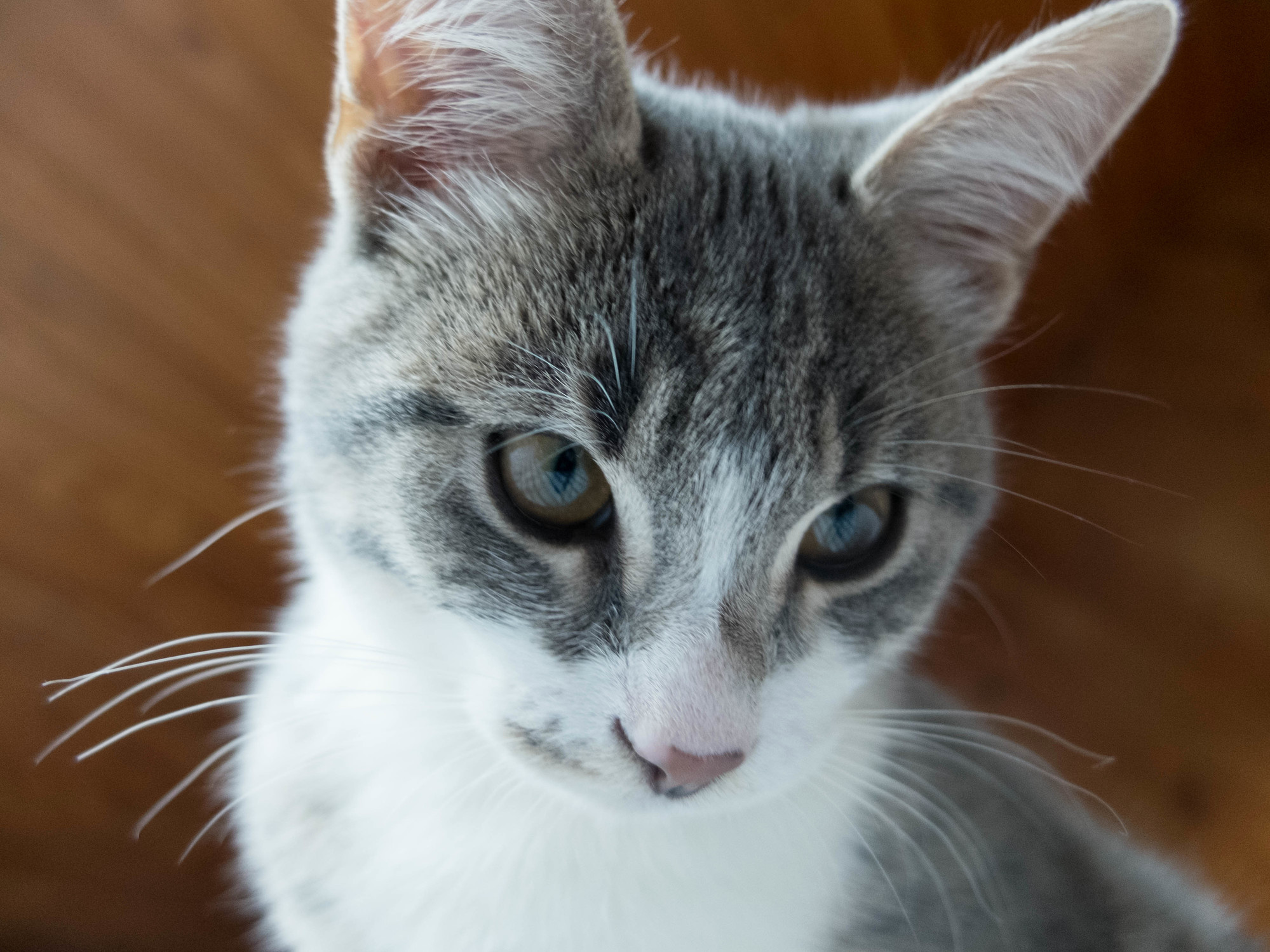 Marcel Our Young and Handsome Psycho-killer