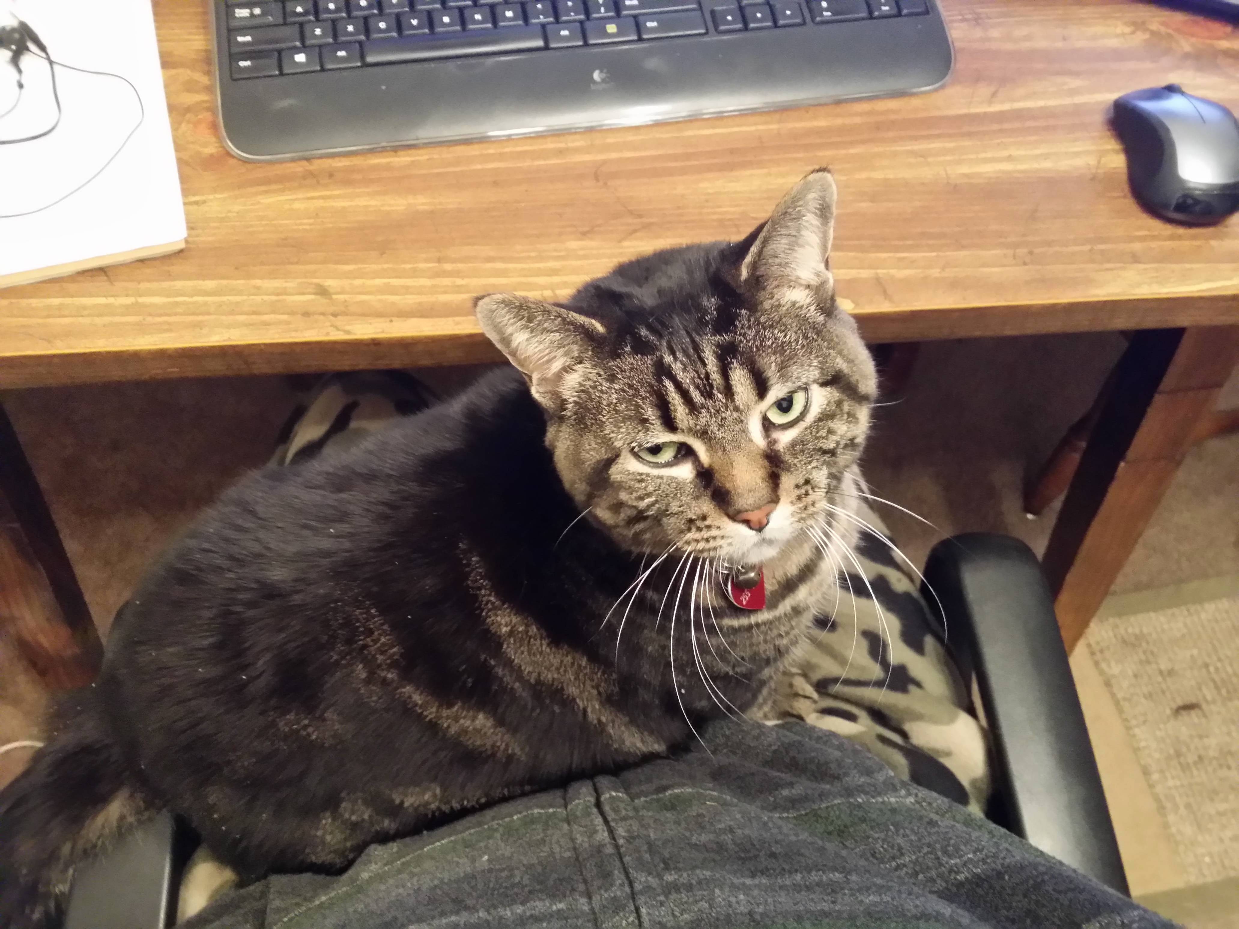 Marla Is Not Amused That Im Working from Home Today but Not Petting Her.