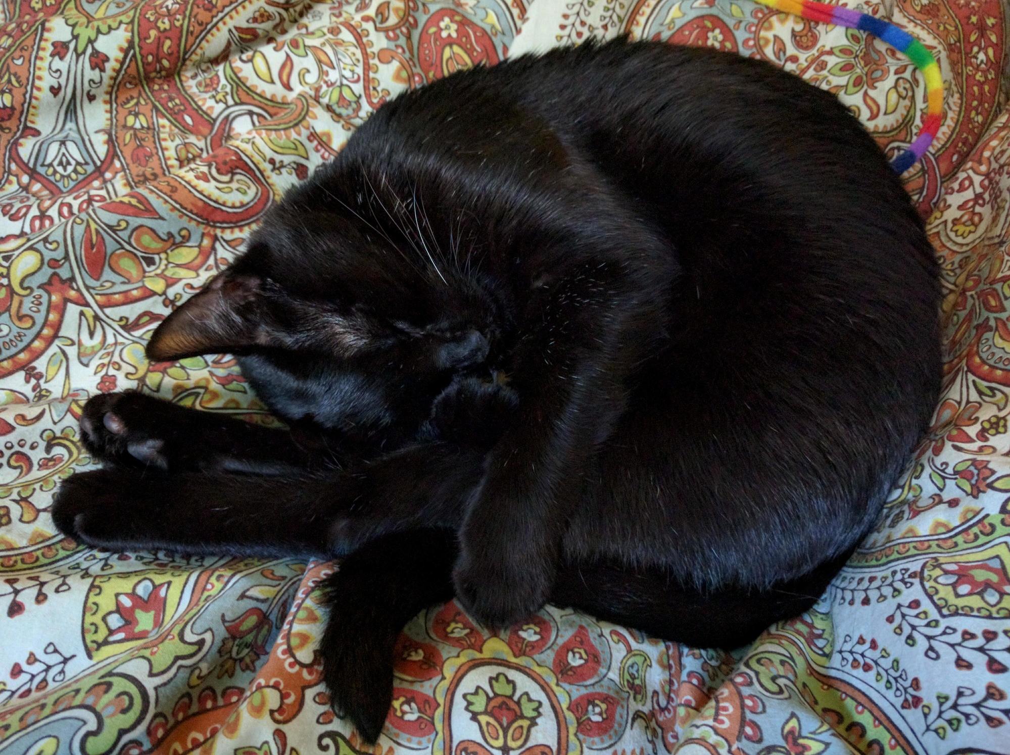 Mavis Beacon Sleeps Like a Shrimp