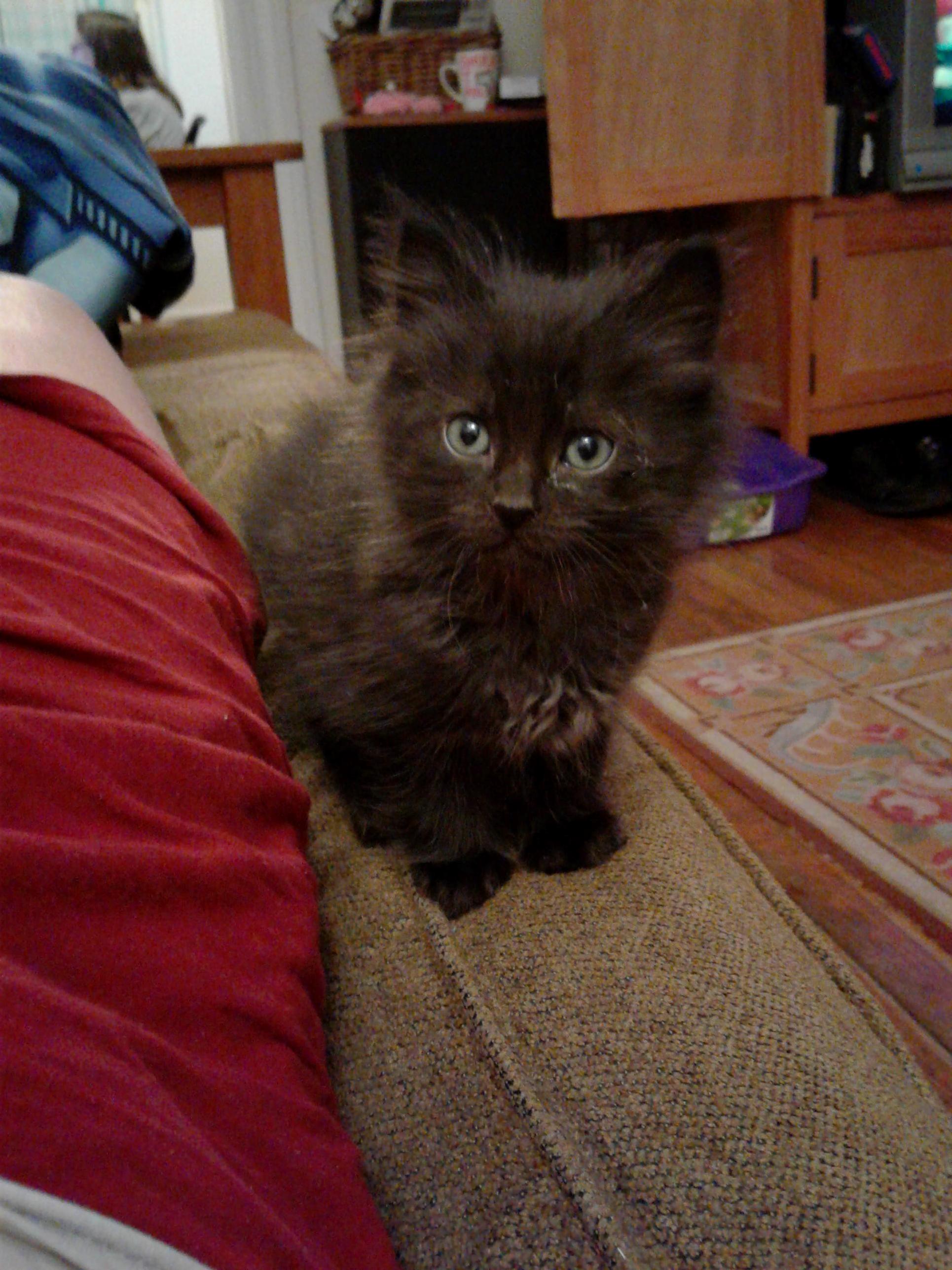May I Present to You Ophelia.