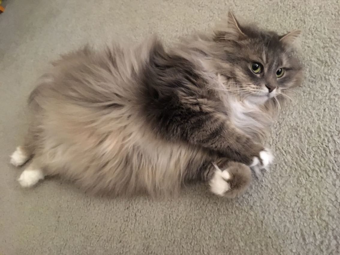 Meeka a Siberian in Her Fluffy Winter Coat