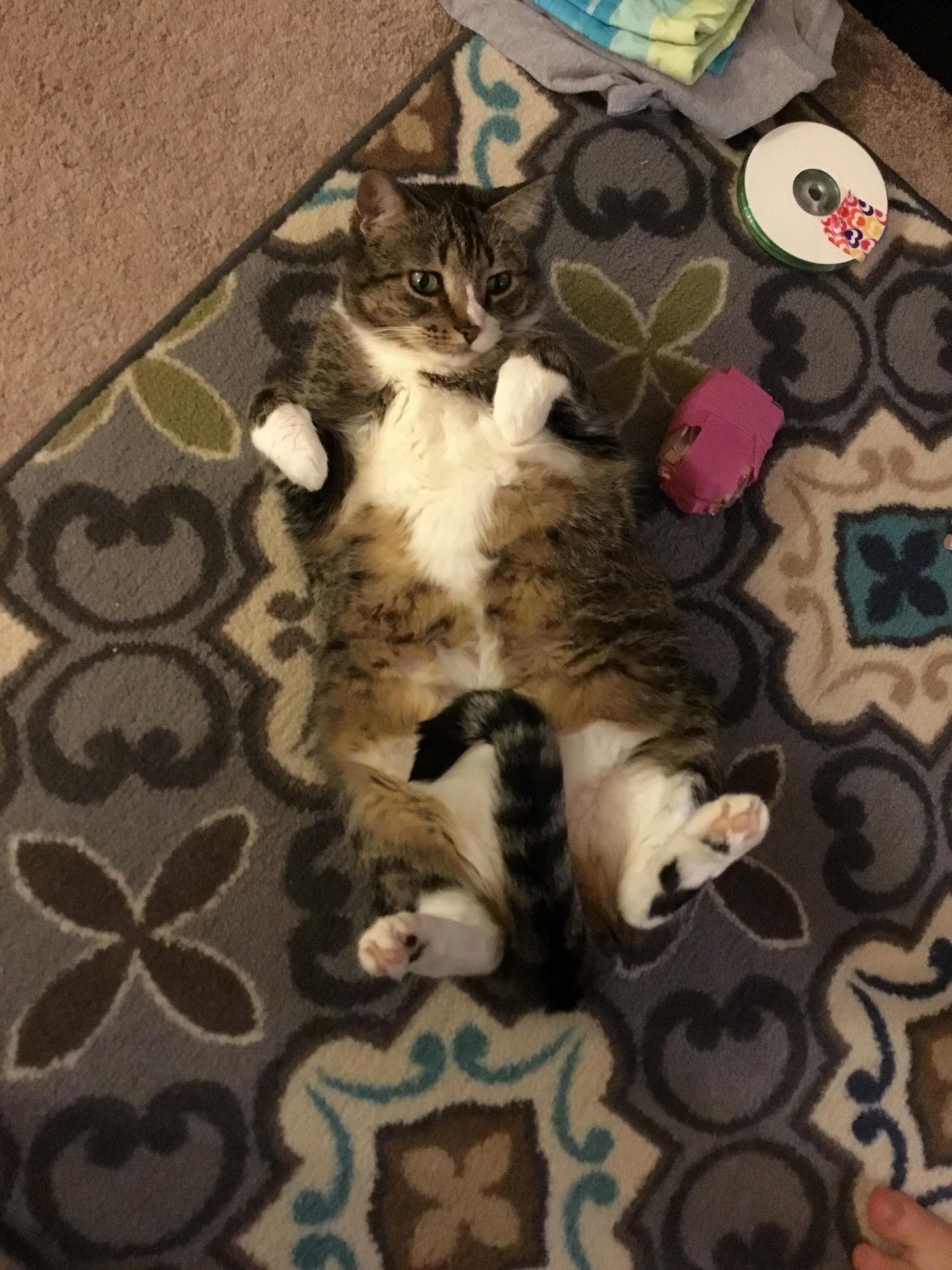 Meet Carmi