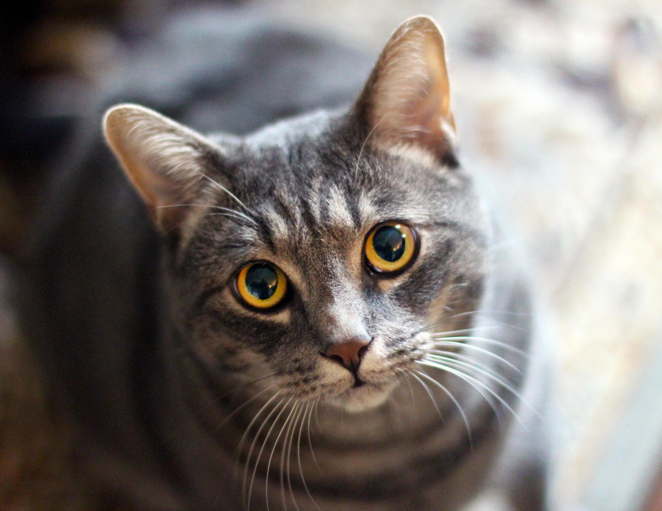Meet Moose a Very Photogenic Handsome Boy.