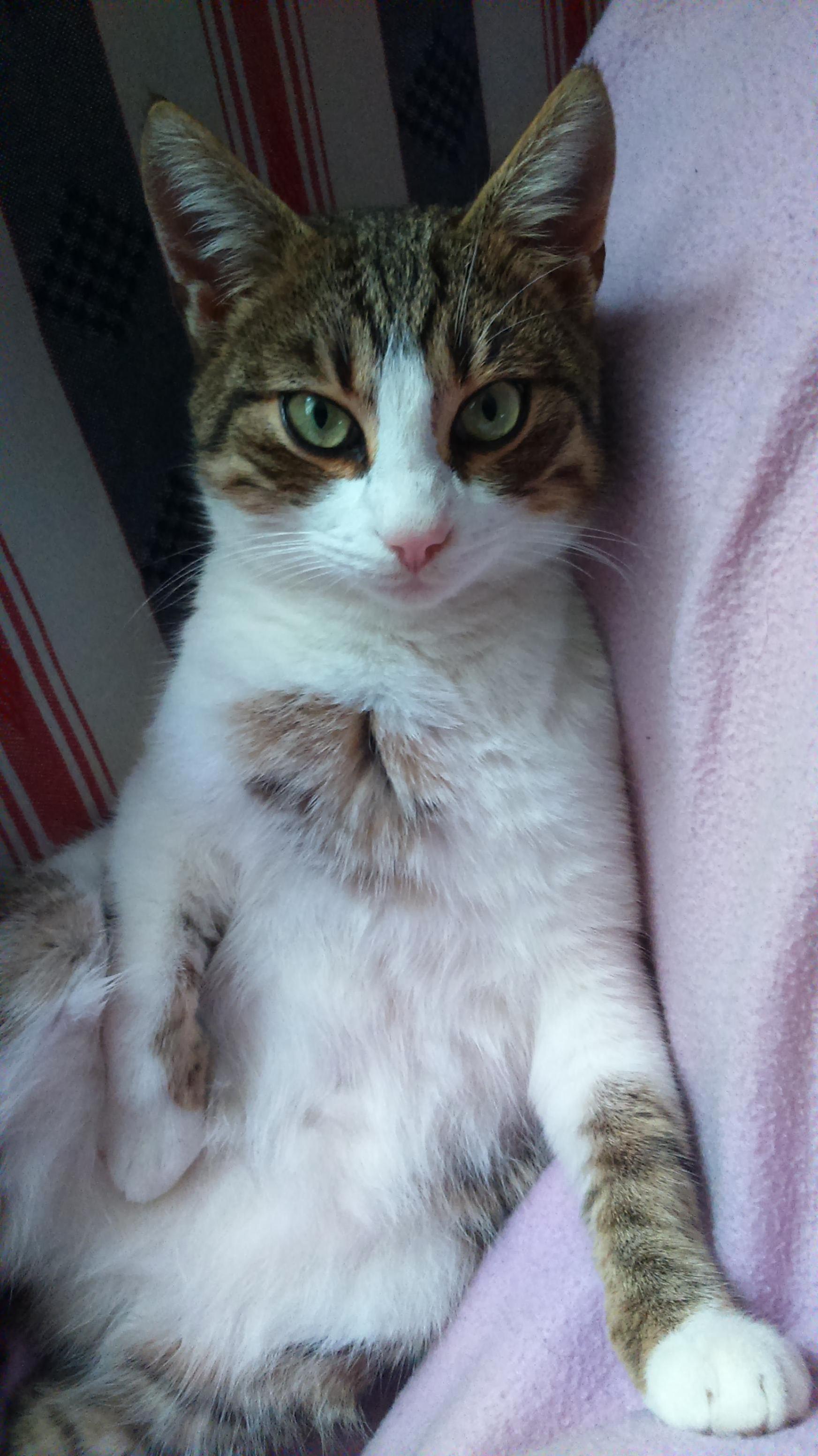 Meet My Cat Bond. I Think He Stole My Eyeliner...