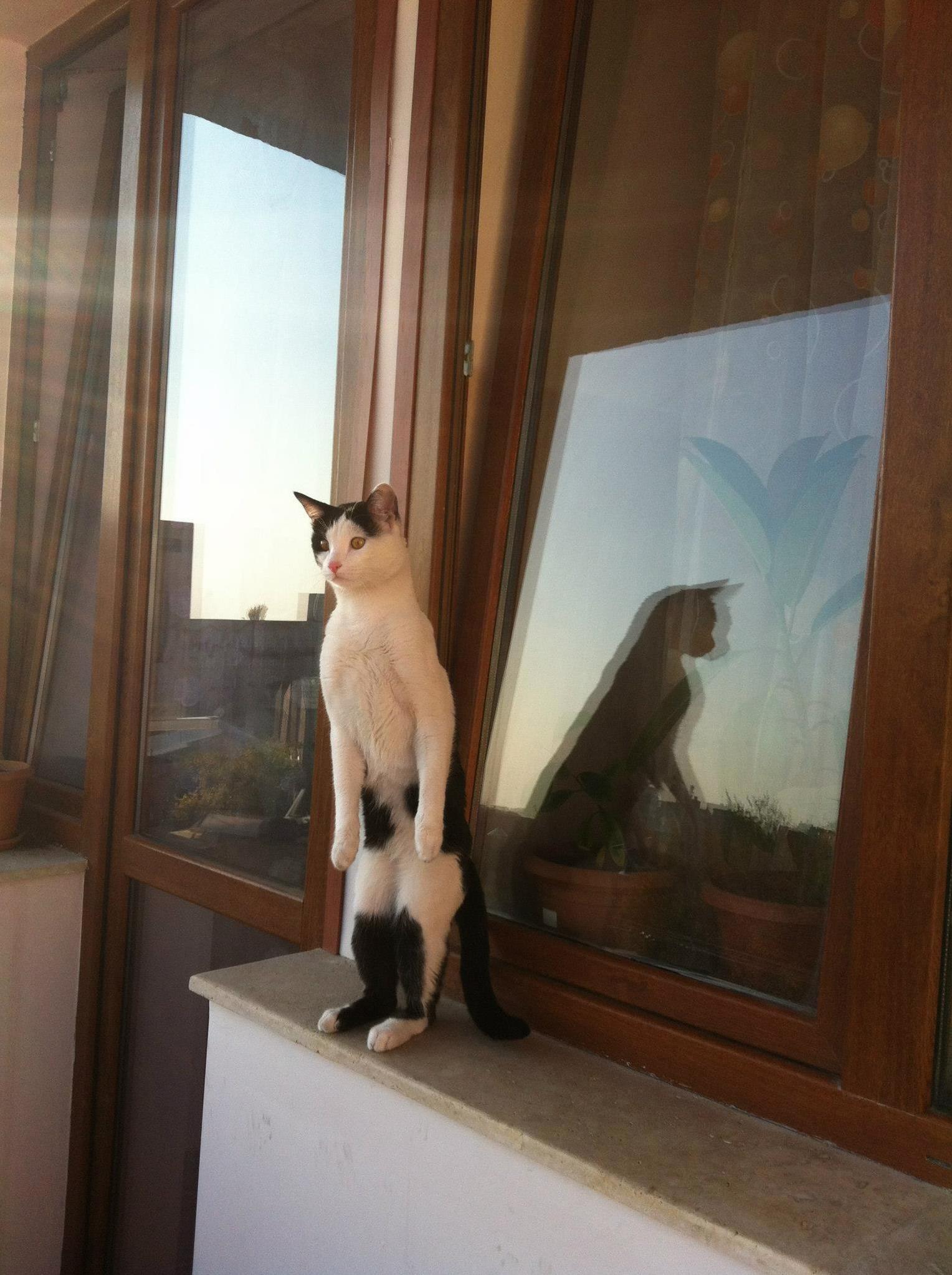 Meet My Gago Protecting Our Home D