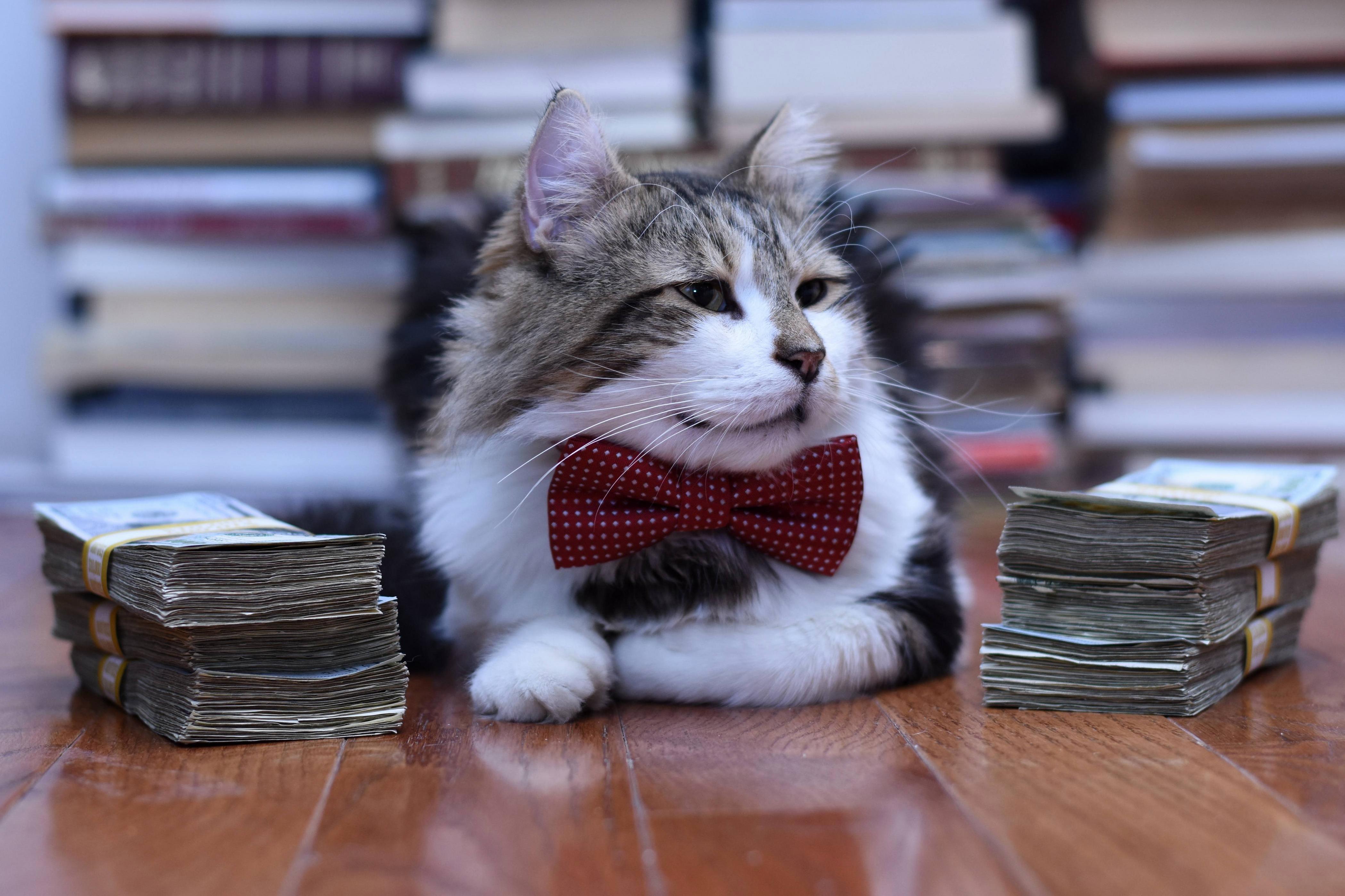 Meet Our New Education Secretary No Experience but Has Bow Tie.