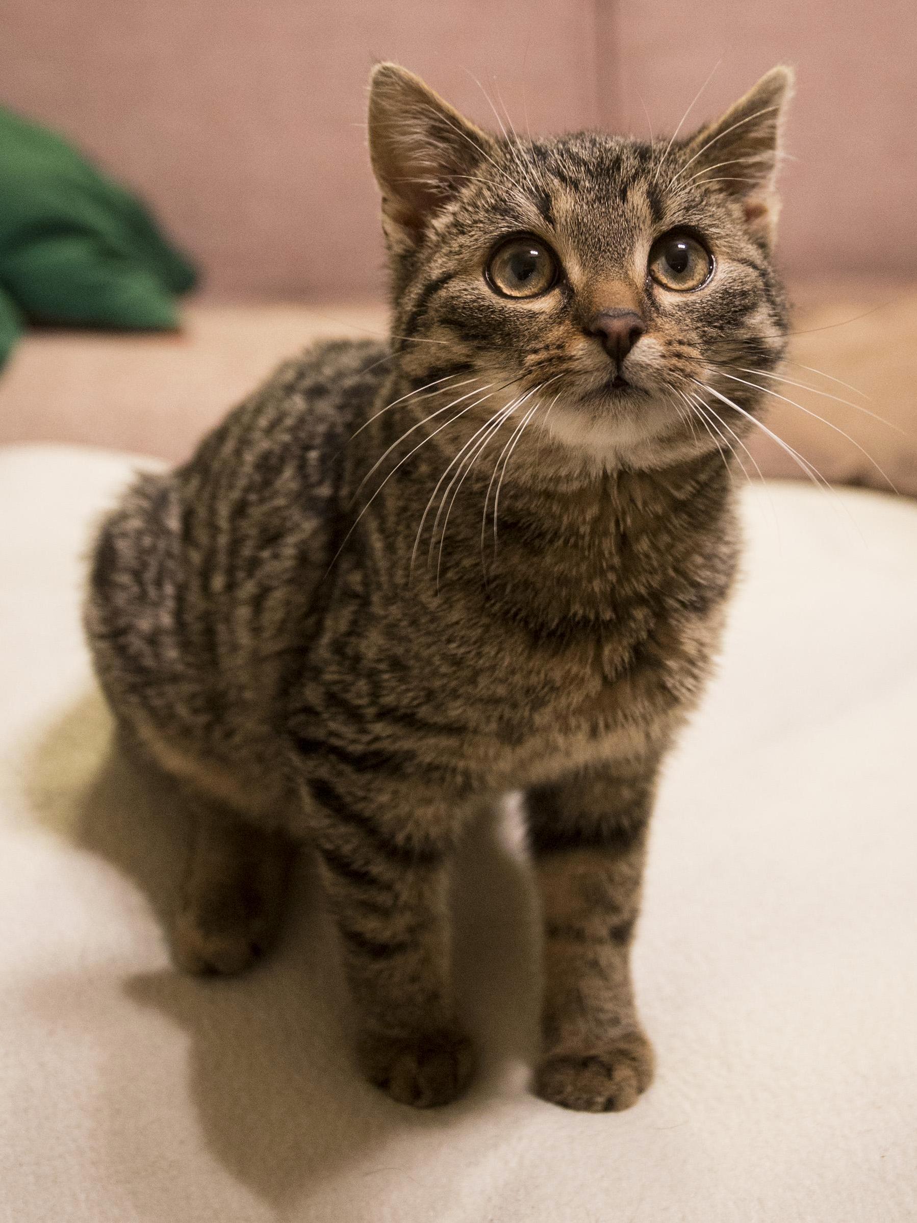Meet Scooby
