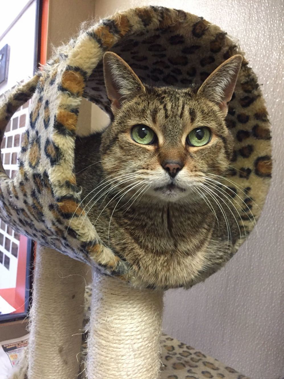 Miss Prissy an Adoptable Kitty at the Shelter I Work for Has the Greenest Eyes I Ve Ever Seen.