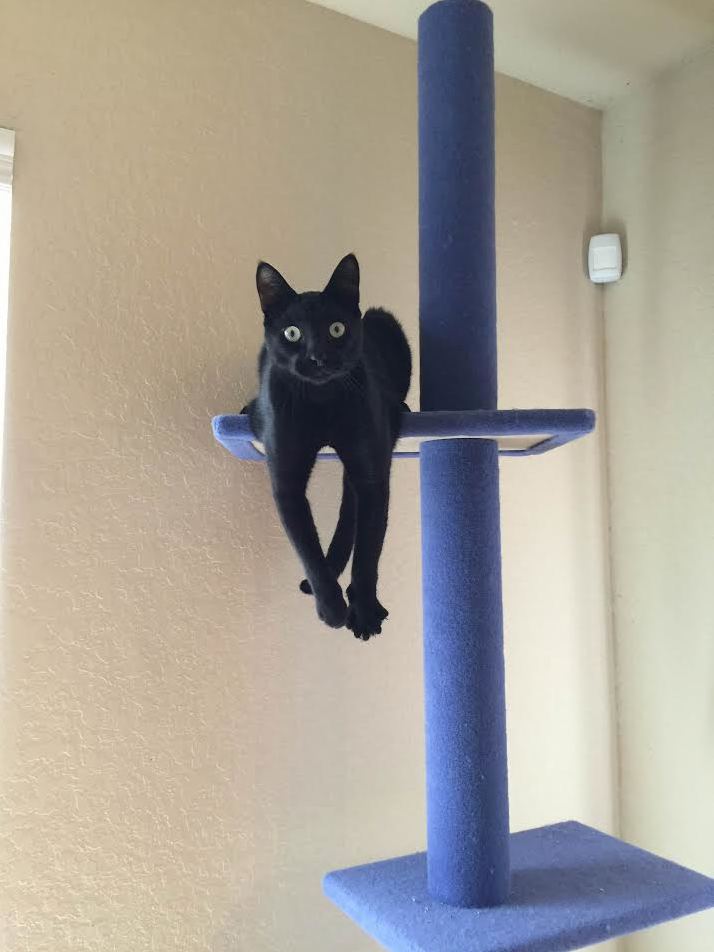 More of Jiji Just Hanging Out