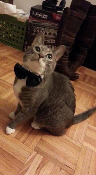 Mr. Darcy in His Sunday Best