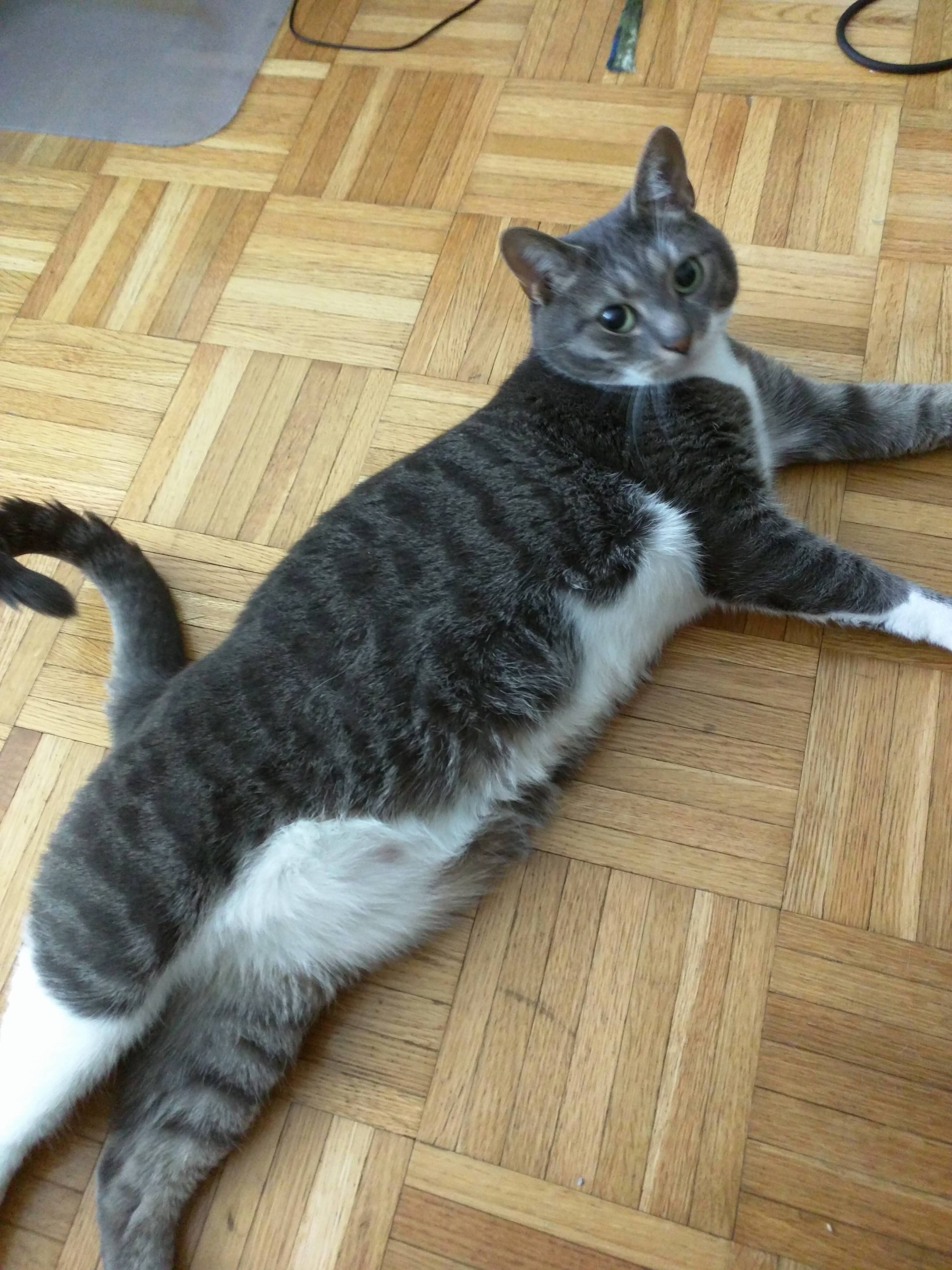 Mr. Darcy Showing Off His Fluff