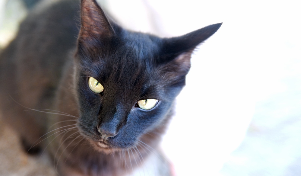 My Beautiful Boy Turbo. So Named Because When He Was Younger Hed Tear Around Like a Holy Terror and Ambush People. He Mellowed As He Got Older and Was a Real Snuggle Bunny.