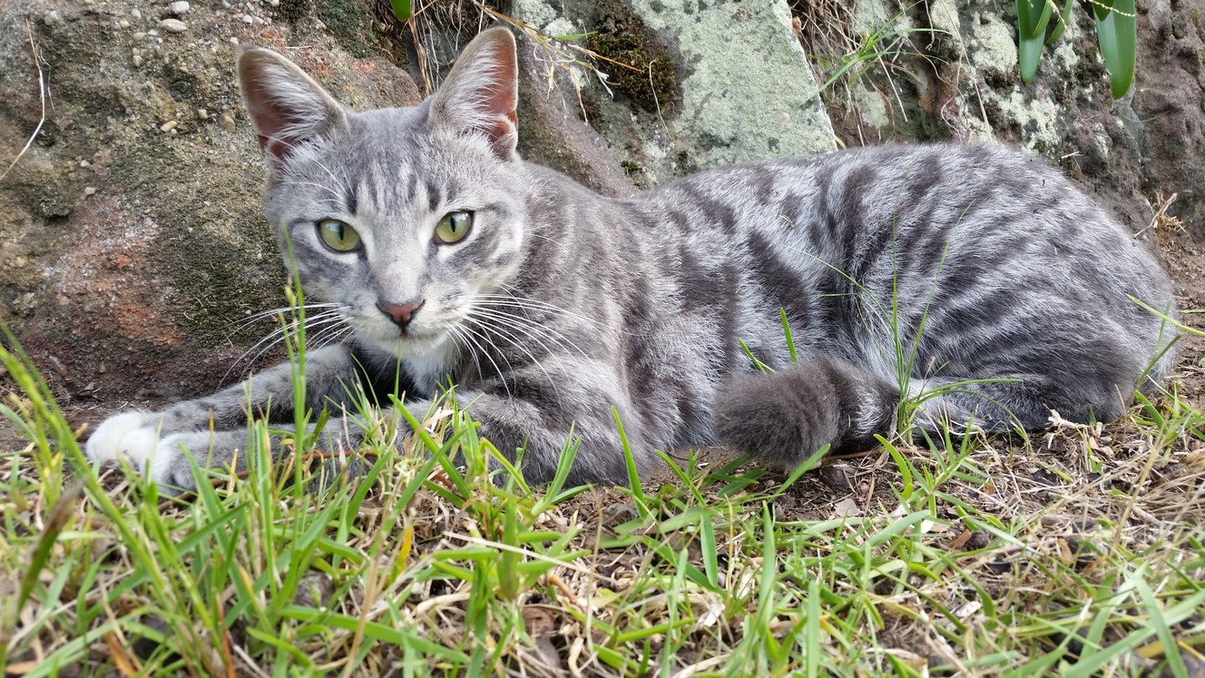 My Beautiful Grey Tiger.