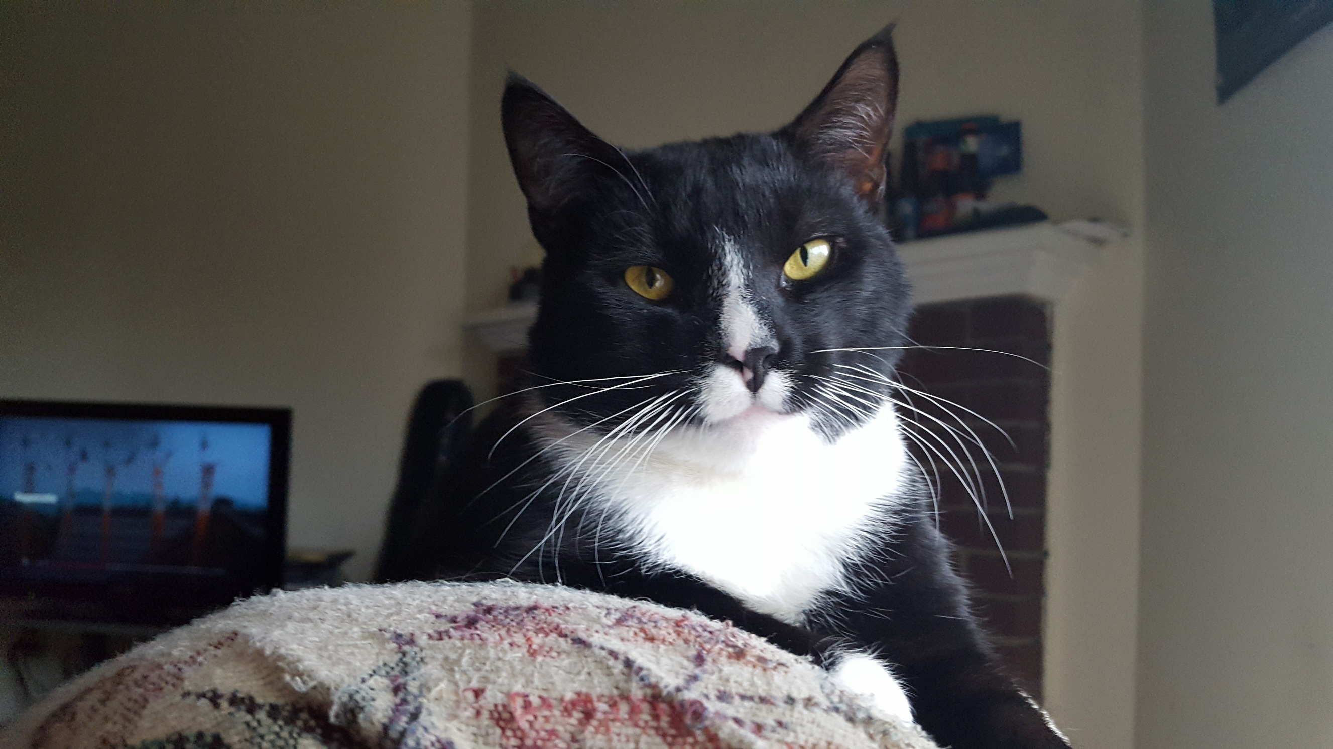 My Boy Kevin Doing His Best Model Impression.