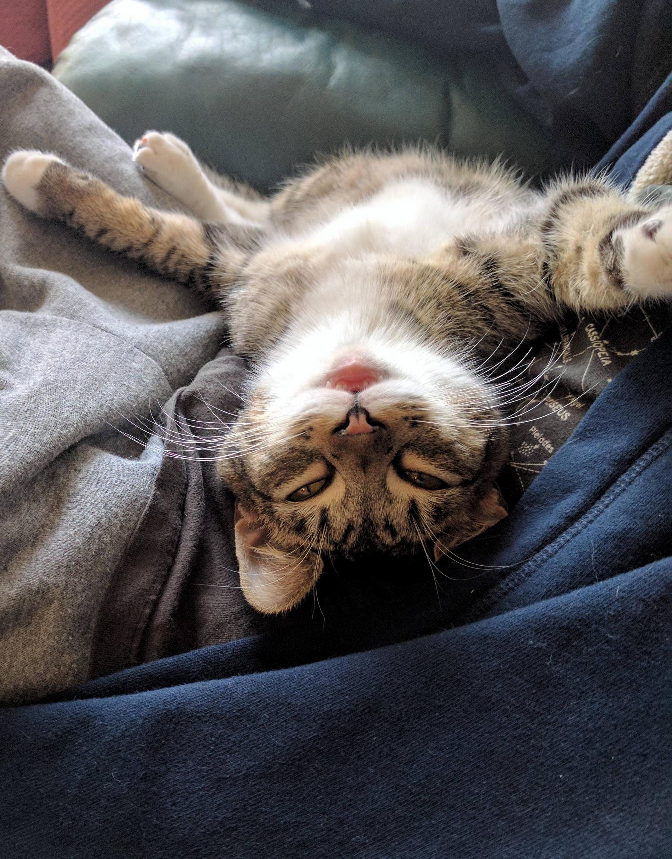 My Boy Westley Begging for a Belly Rub