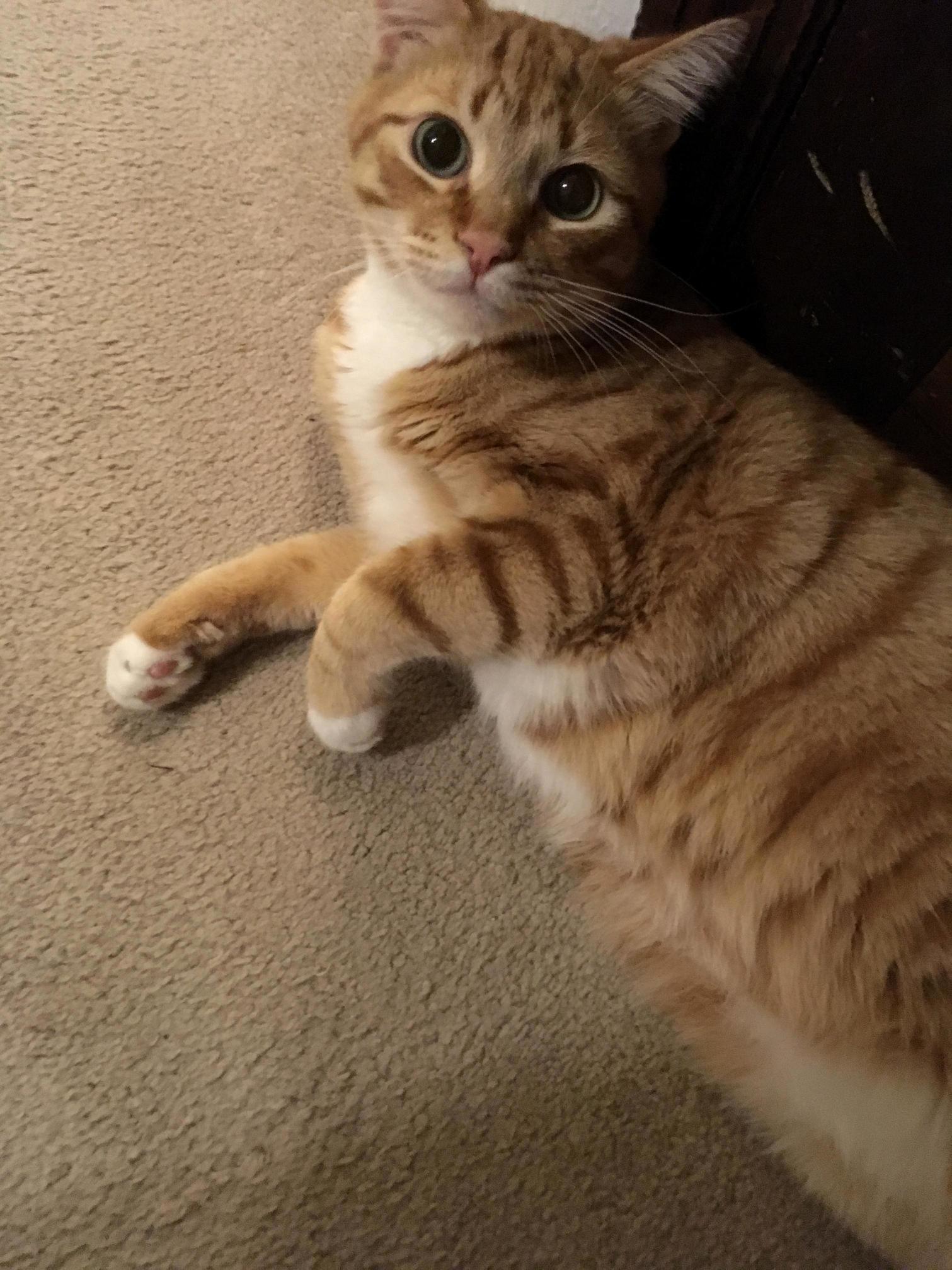 My Cat Charlie