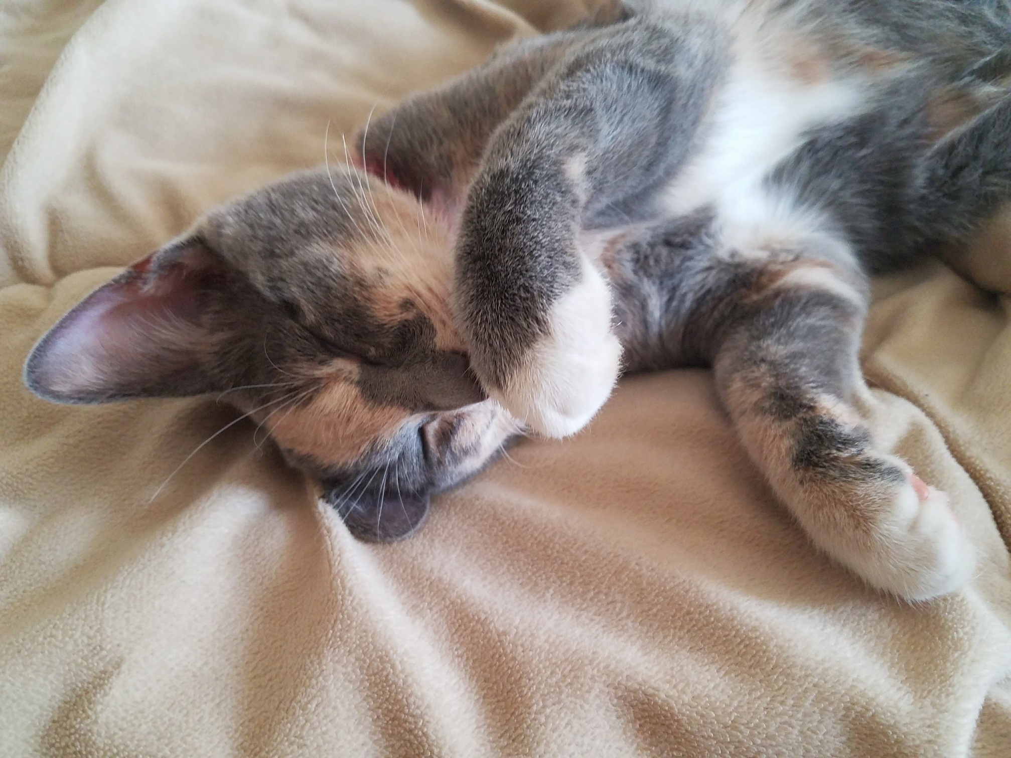 My Cat Fell Asleep Holding My Hand and When I Took My Hand Away She Continued Sleeping Like This